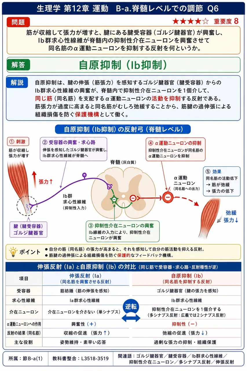 筋が収縮して張力が増すと、腱にある腱受容器（ゴルジ腱器官）が興奮し、Ib群求心性線維が脊髄内の抑制性介在ニューロンを興奮させて同名筋のα運動ニューロンを抑制する反射を何というか。 解説図