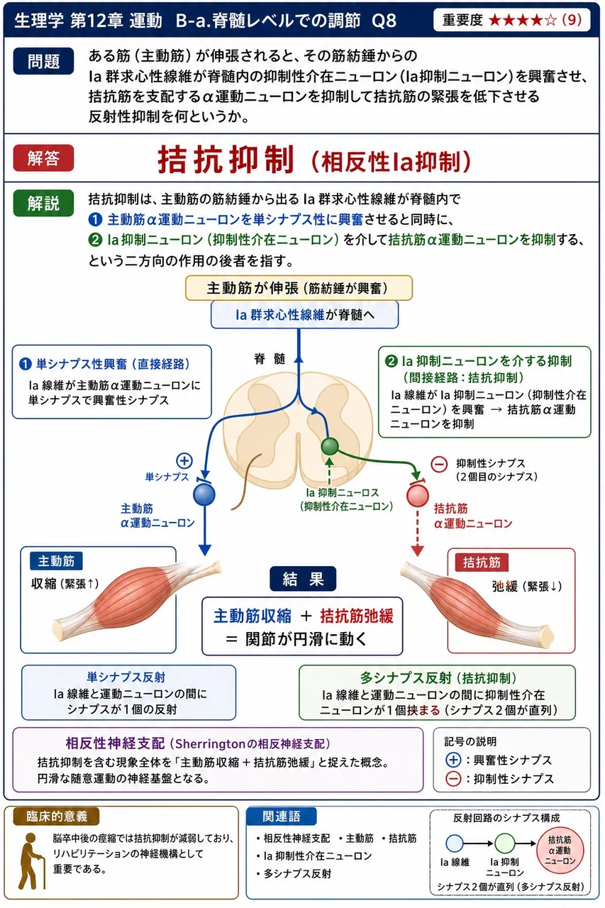 ある筋（主動筋）が伸張されると、その筋紡錘からのIa群求心性線維が脊髄内の抑制性介在ニューロン（Ia抑制ニューロン）を興奮させ、拮抗筋を支配するα運動ニューロンを抑制して拮抗筋の緊張を低下させる反射性抑制を何というか。 解説図
