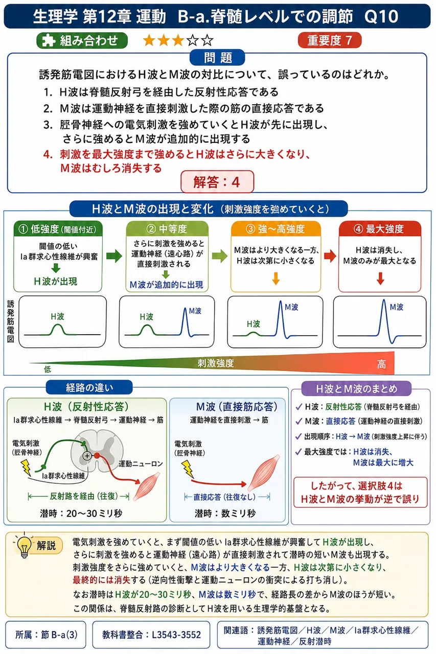 誘発筋電図におけるH波とM波の対比について、誤っているのはどれか。 解説図