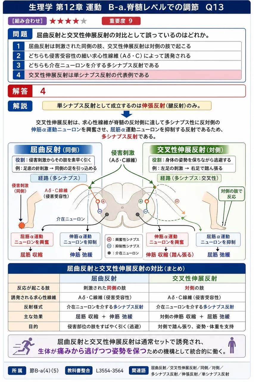 屈曲反射と交叉性伸展反射の対比として誤っているのはどれか。 解説図