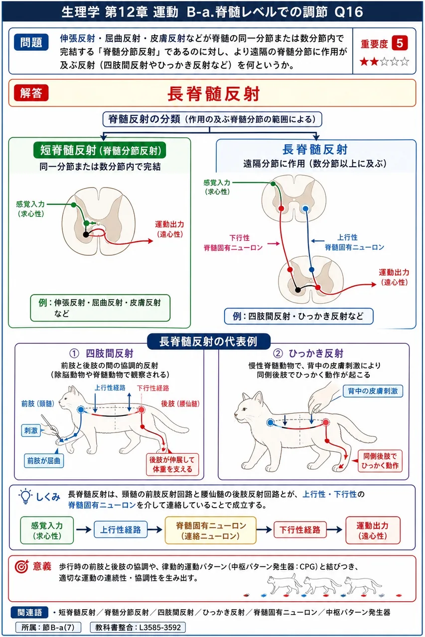 伸張反射・屈曲反射・皮膚反射などが脊髄の同一分節または数分節内で完結する「脊髄分節反射」であるのに対し、より遠隔の脊髄分節に作用が及ぶ反射（四肢間反射やひっかき反射など）を何というか。 解説図
