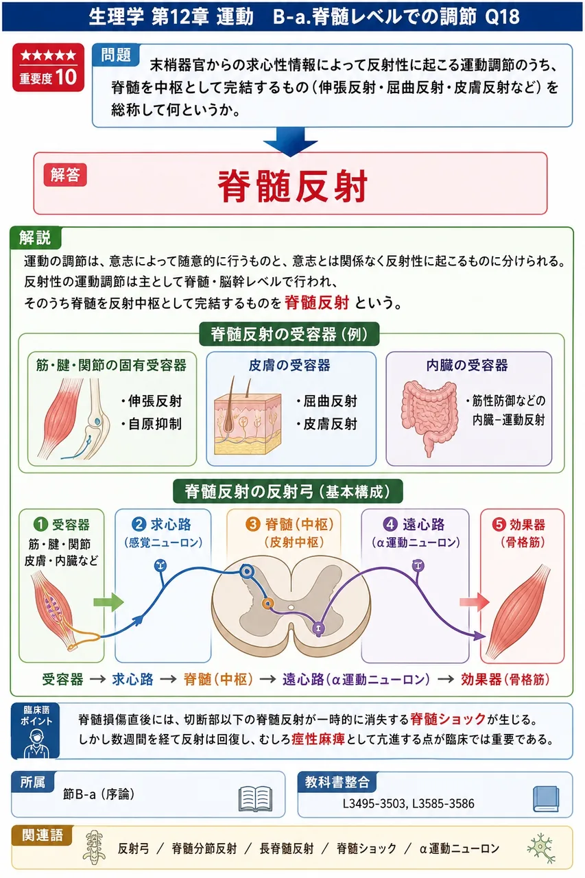 末梢器官からの求心性情報によって反射性に起こる運動調節のうち、脊髄を中枢として完結するもの（伸張反射・屈曲反射・皮膚反射など）を総称して何というか。 解説図