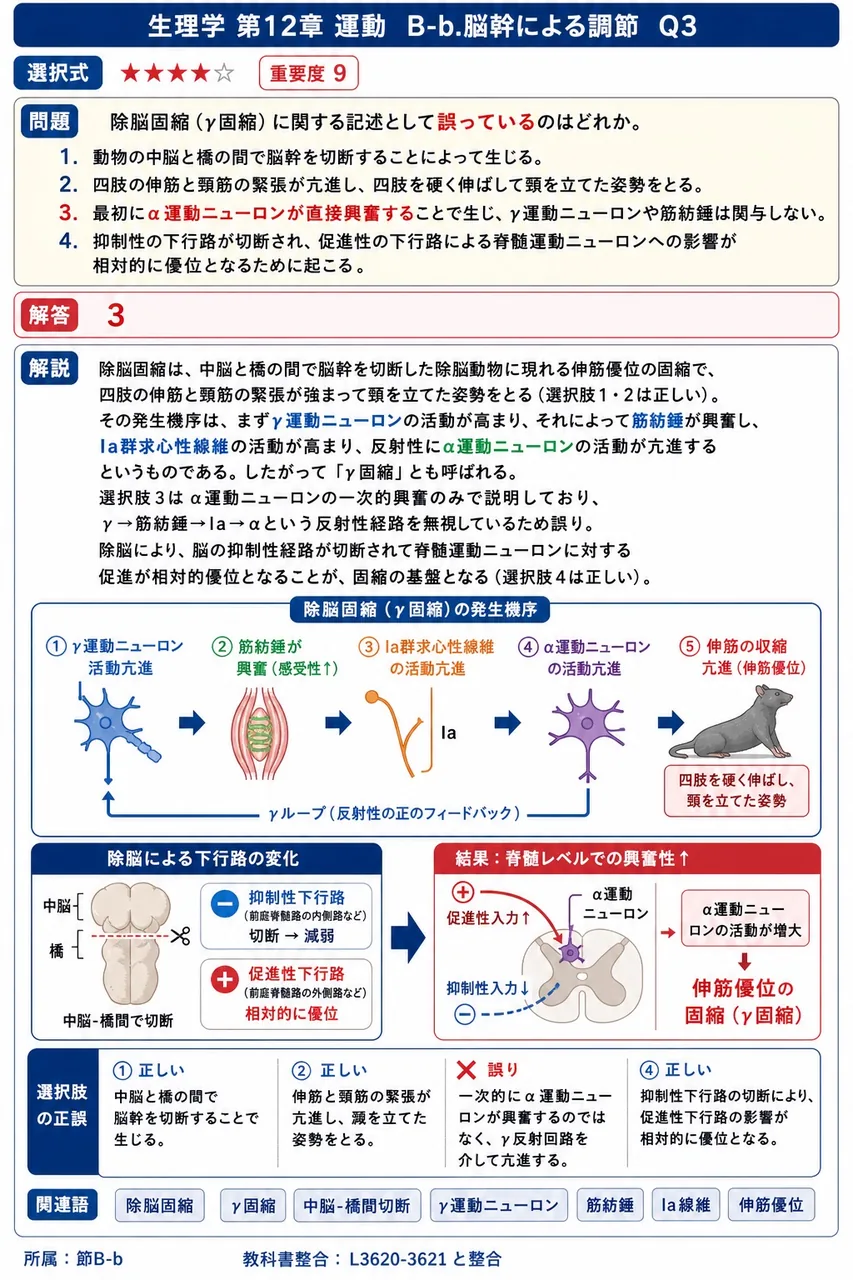 除脳固縮（γ固縮）に関する記述として**誤っている**のはどれか。 解説図
