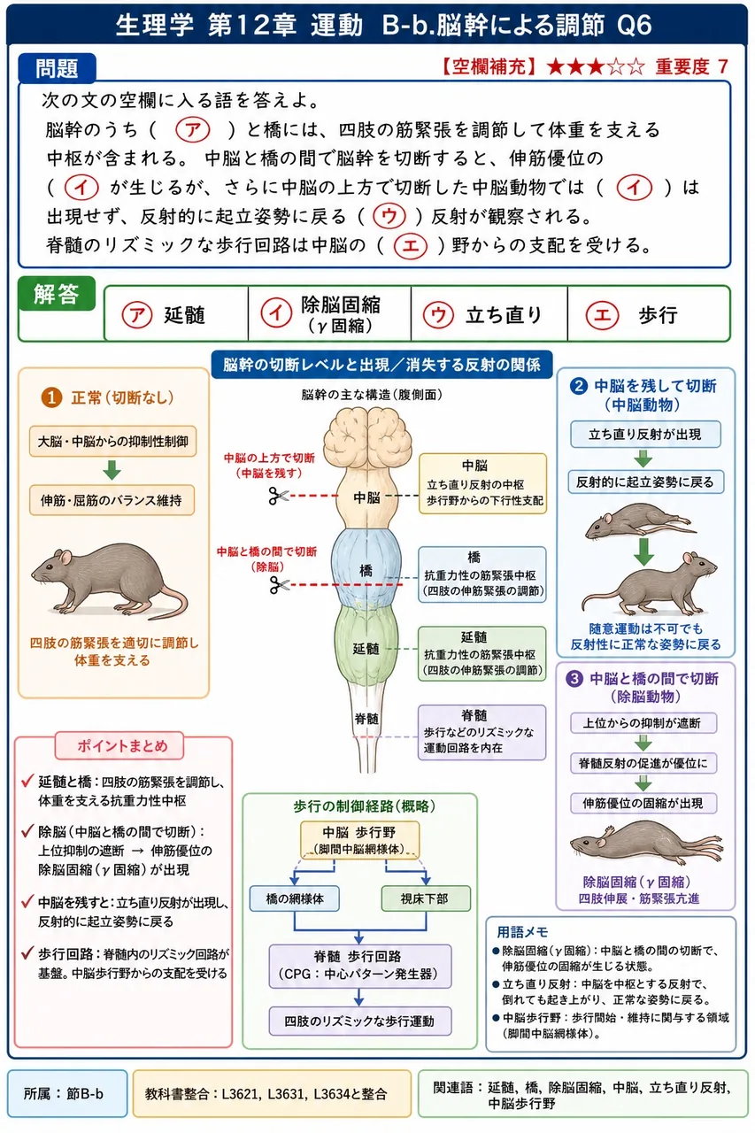 次の文の空欄に入る語を答えよ。脳幹のうち(ア)と橋には、四肢の筋緊張を調節して体重を支える中枢が含まれる。中脳と橋の間で脳幹を切断すると、伸筋優位の(イ)が生じるが、さらに中脳の上方で切断した中脳動物では(イ)は出現せず、反射的に起立姿勢に戻る(ウ)反射が観察される。脊髄のリズミックな歩行回路は中脳の(エ)野からの支配を受ける。 解説図