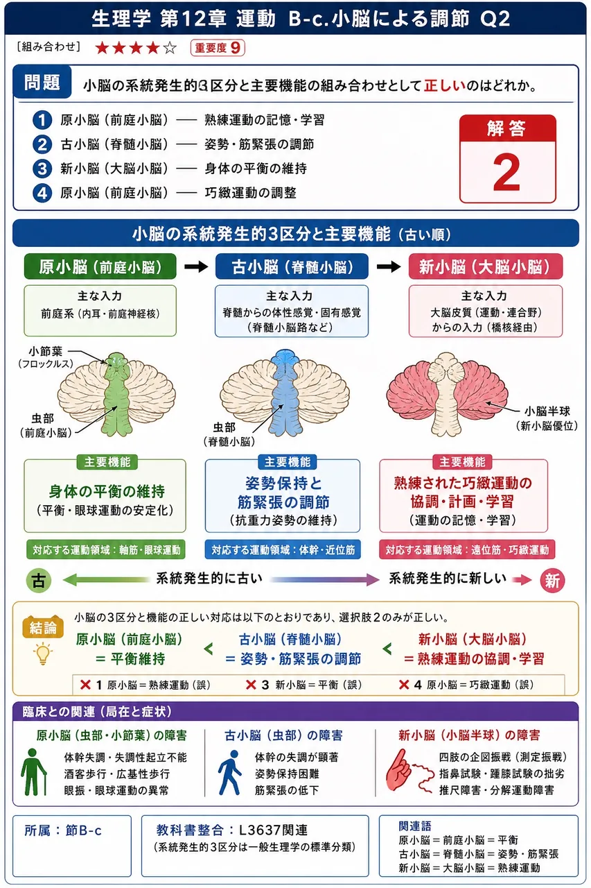 小脳の系統発生的3区分と主要機能の組み合わせとして**正しい**のはどれか。 解説図