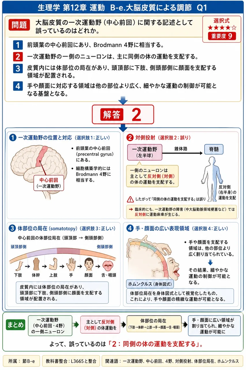 大脳皮質の一次運動野（中心前回）に関する記述として**誤っている**のはどれか。 解説図