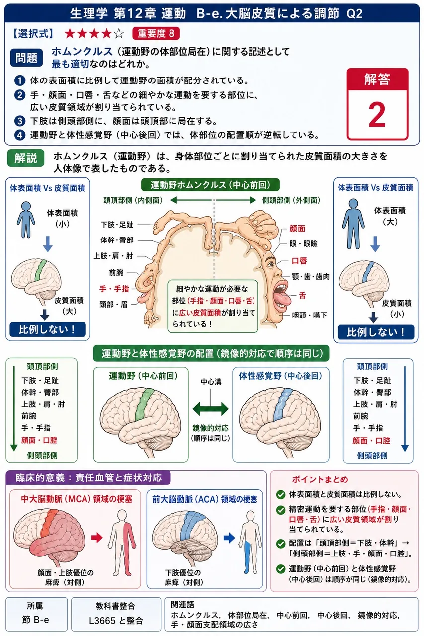 ホムンクルス(運動野の体部位局在)に関する記述として**最も適切**なのはどれか。 解説図