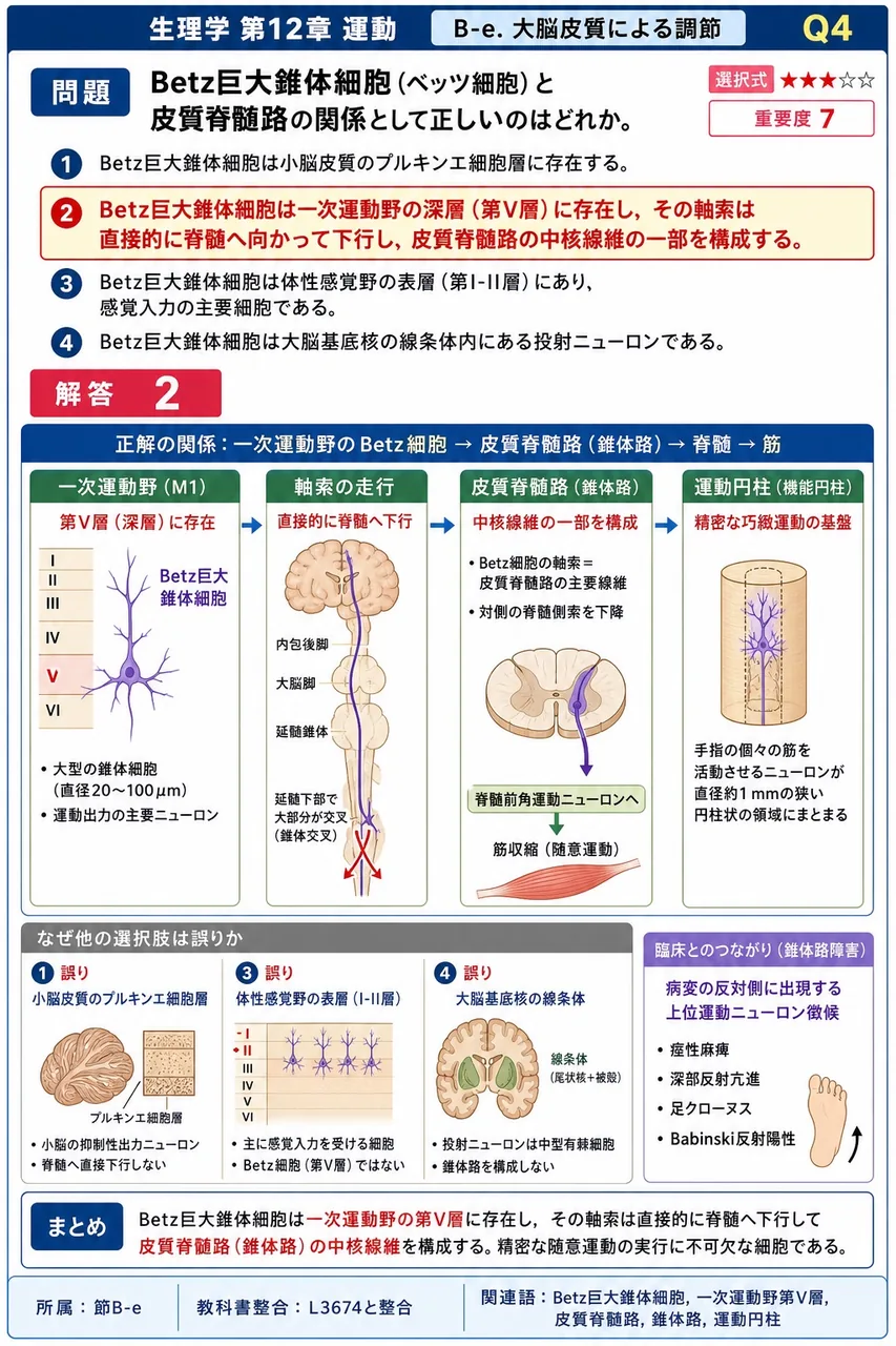 Betz巨大錐体細胞（ベッツ細胞）と皮質脊髄路の関係として**正しい**のはどれか。 解説図