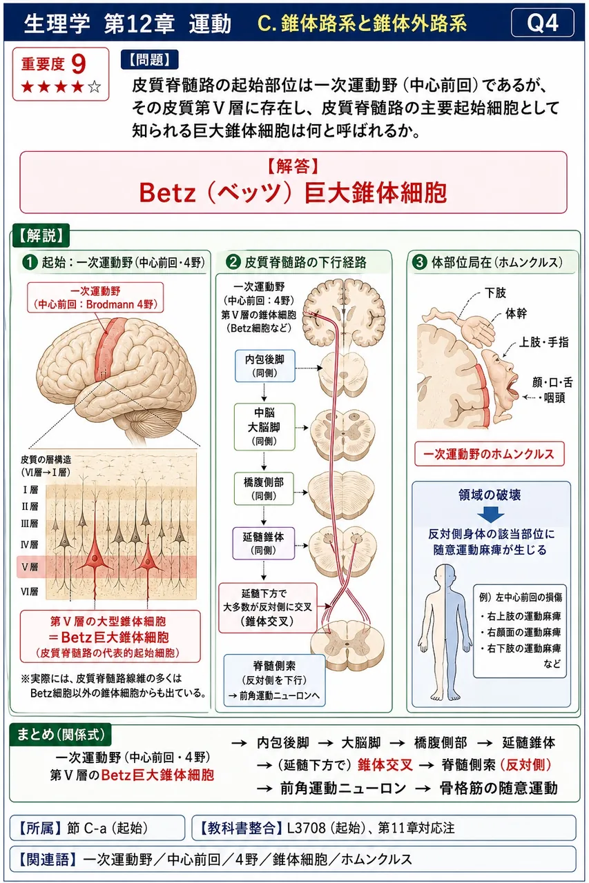 皮質脊髄路の起始部位は一次運動野（中心前回）であるが、その皮質第Ⅴ層に存在し、皮質脊髄路の主要起始細胞として知られる巨大錐体細胞は何と呼ばれるか。 解説図