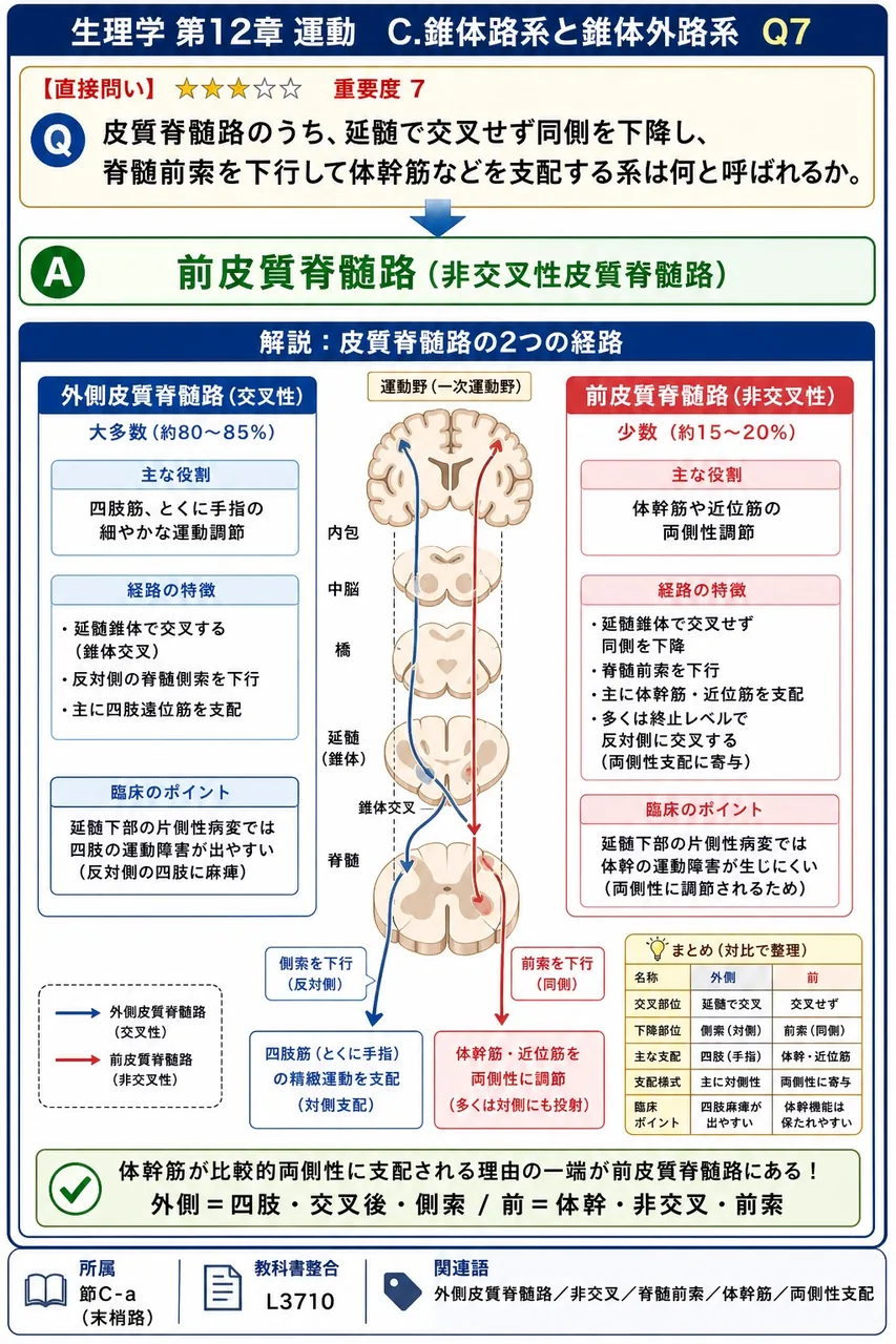皮質脊髄路のうち、延髄で交叉せず同側を下降し、脊髄前索を下行して体幹筋などを支配する系は何と呼ばれるか。 解説図