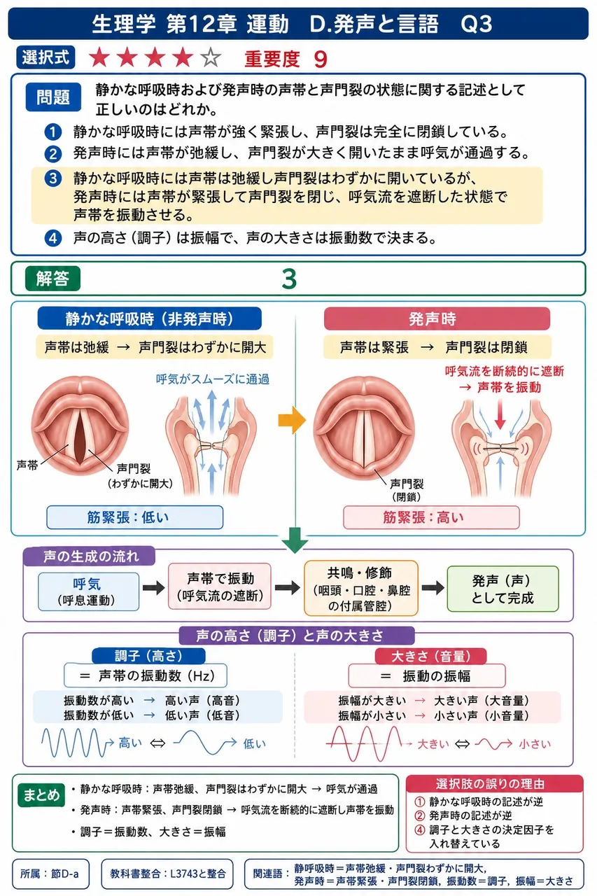 静かな呼吸時および発声時の声帯と声門裂の状態に関する記述として正しいのはどれか。 解説図
