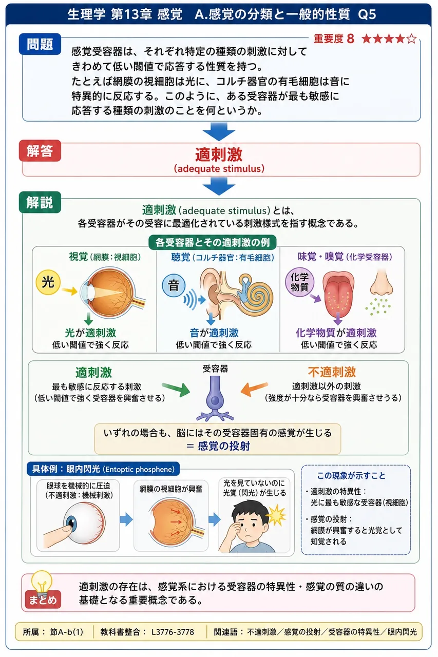 感覚受容器は、それぞれ特定の種類の刺激に対してきわめて低い閾値で応答する性質を持つ。たとえば網膜の視細胞は光に、コルチ器官の有毛細胞は音に特異的に反応する。このように、ある受容器が最も敏感に応答する種類の刺激のことを何というか。 解説図