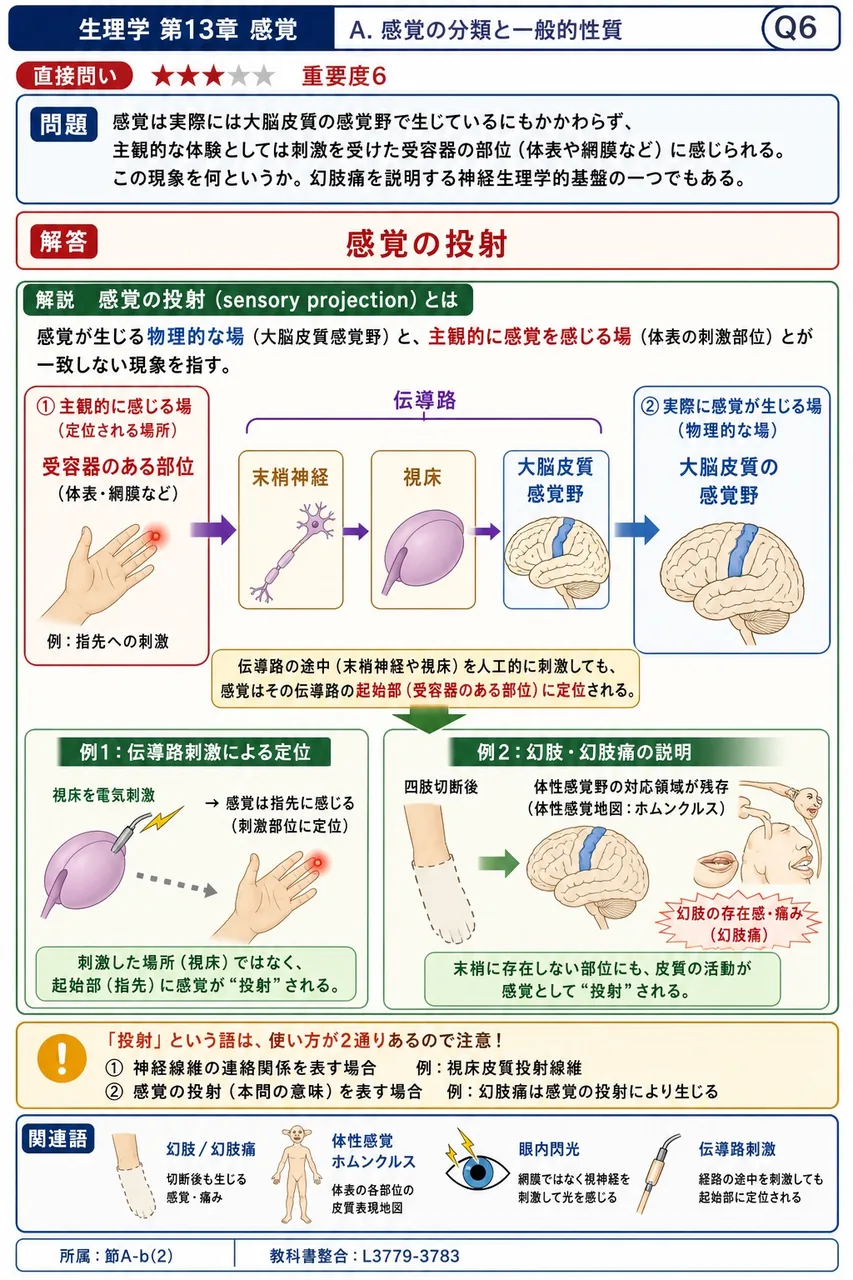 感覚は実際には大脳皮質の感覚野で生じているにもかかわらず、主観的な体験としては刺激を受けた受容器の部位（体表や網膜など）に感じられる。この現象を何というか。幻肢痛を説明する神経生理学的基盤の一つでもある。 解説図