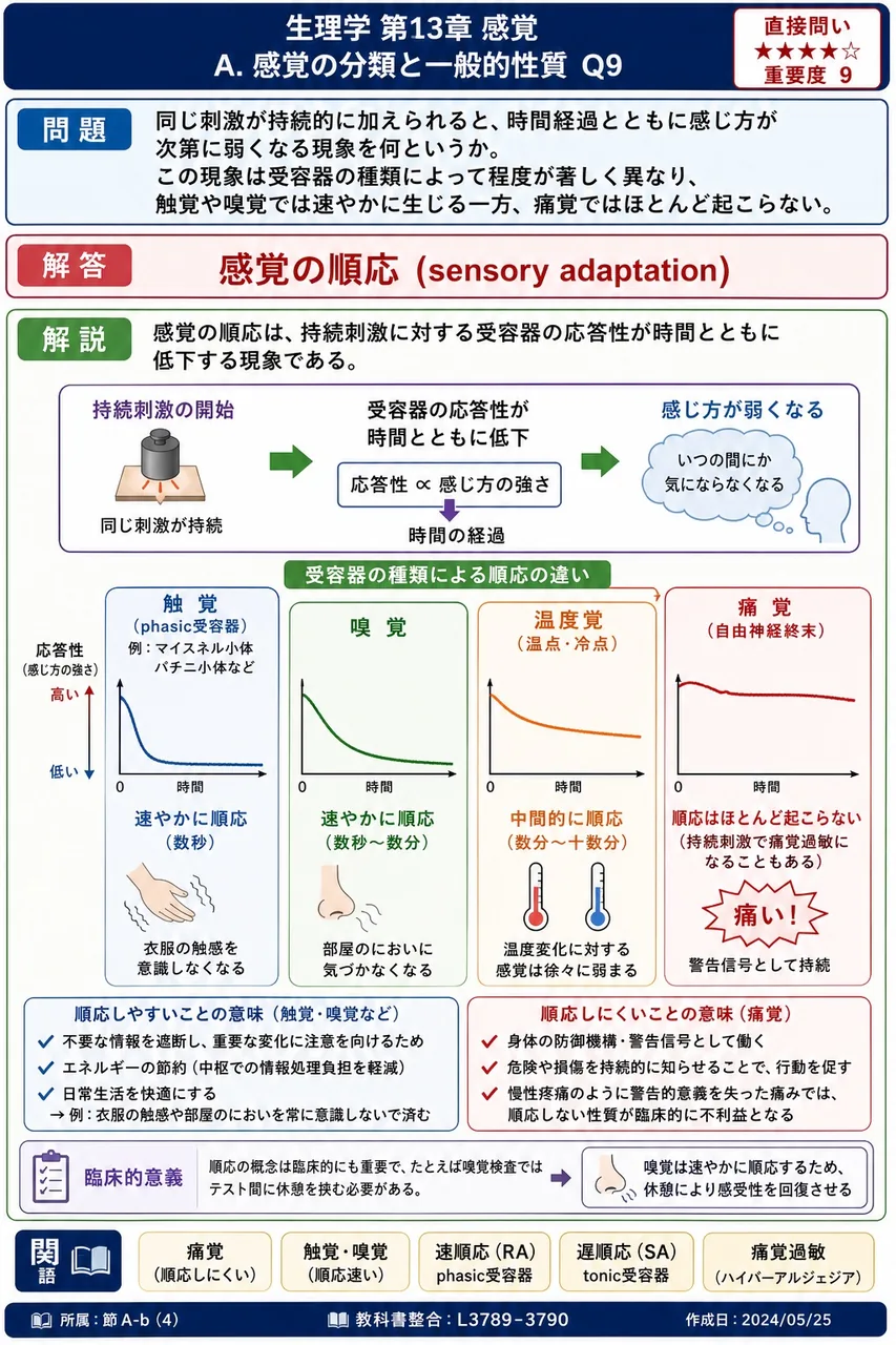同じ刺激が持続的に加えられると、時間経過とともに感じ方が次第に弱くなる現象を何というか。この現象は受容器の種類によって程度が著しく異なり、触覚や嗅覚では速やかに生じる一方、痛覚ではほとんど起こらない。 解説図