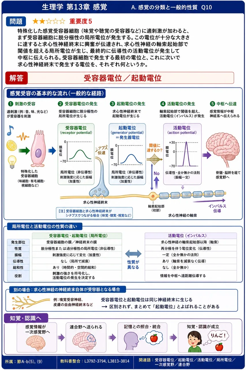 特殊化した感覚受容器細胞（味覚や聴覚の受容器など）に適刺激が加わると、まず受容器細胞に脱分極性の局所電位が発生する。この電位が十分な大きさに達すると求心性神経終末に興奮が伝達され、求心性神経の軸索起始部で閾値を超える局所電位が生じ、最終的に伝導性の活動電位が発生して中枢に伝えられる。受容器細胞で発生する最初の電位と、これに次いで求心性神経終末で発生する電位を、それぞれ何というか。 解説図