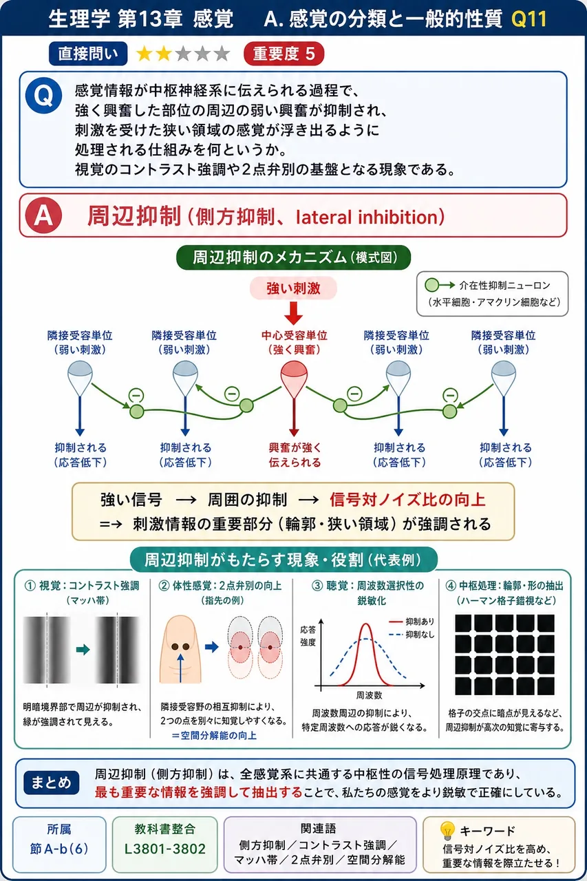 感覚情報が中枢神経系に伝えられる過程で、強く興奮した部位の周辺の弱い興奮が抑制され、刺激を受けた狭い領域の感覚が浮き出るように処理される仕組みを何というか。視覚のコントラスト強調や2点弁別の基盤となる現象である。 解説図