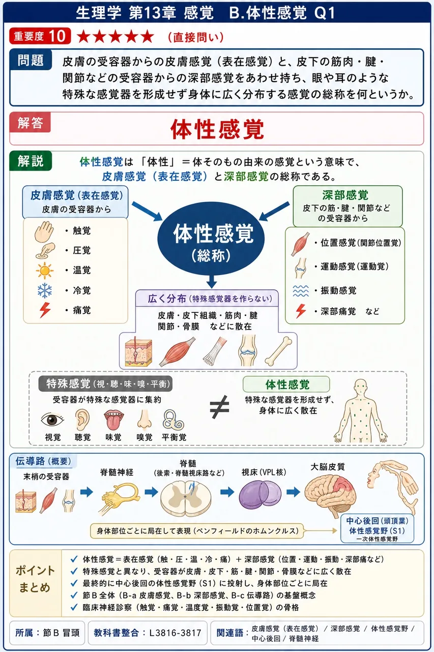 皮膚の受容器からの皮膚感覚（表在感覚）と、皮下の筋肉・腱・関節などの受容器からの深部感覚をあわせ持ち、眼や耳のような特殊な感覚器を形成せず身体に広く分布する感覚の総称を何というか。 解説図