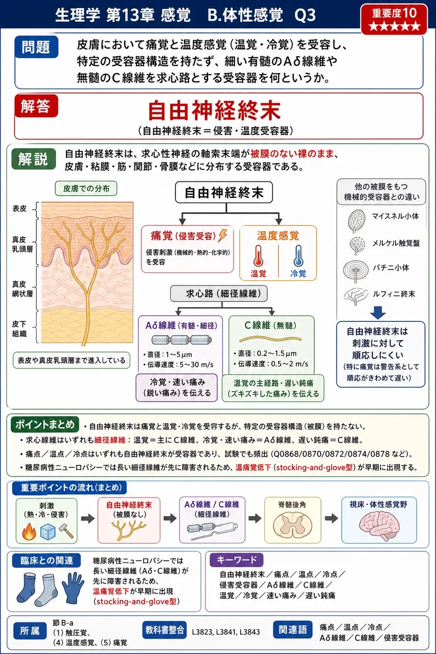 皮膚において痛覚と温度感覚（温覚・冷覚）を受容し、特定の受容器構造を持たず、細い有髄のAδ線維や無髄のC線維を求心路とする受容器を何というか。 解説図