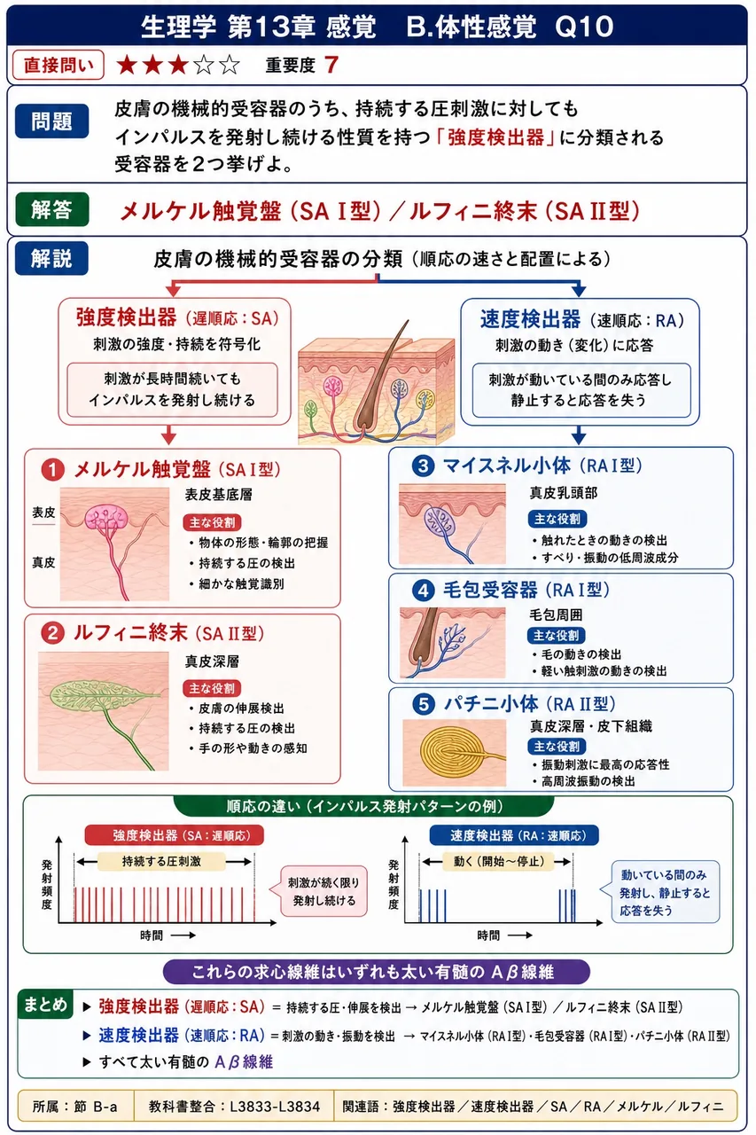 皮膚の機械的受容器のうち、持続する圧刺激に対してもインパルスを発射し続ける性質を持つ「強度検出器」に分類される受容器を2つ挙げよ。 解説図