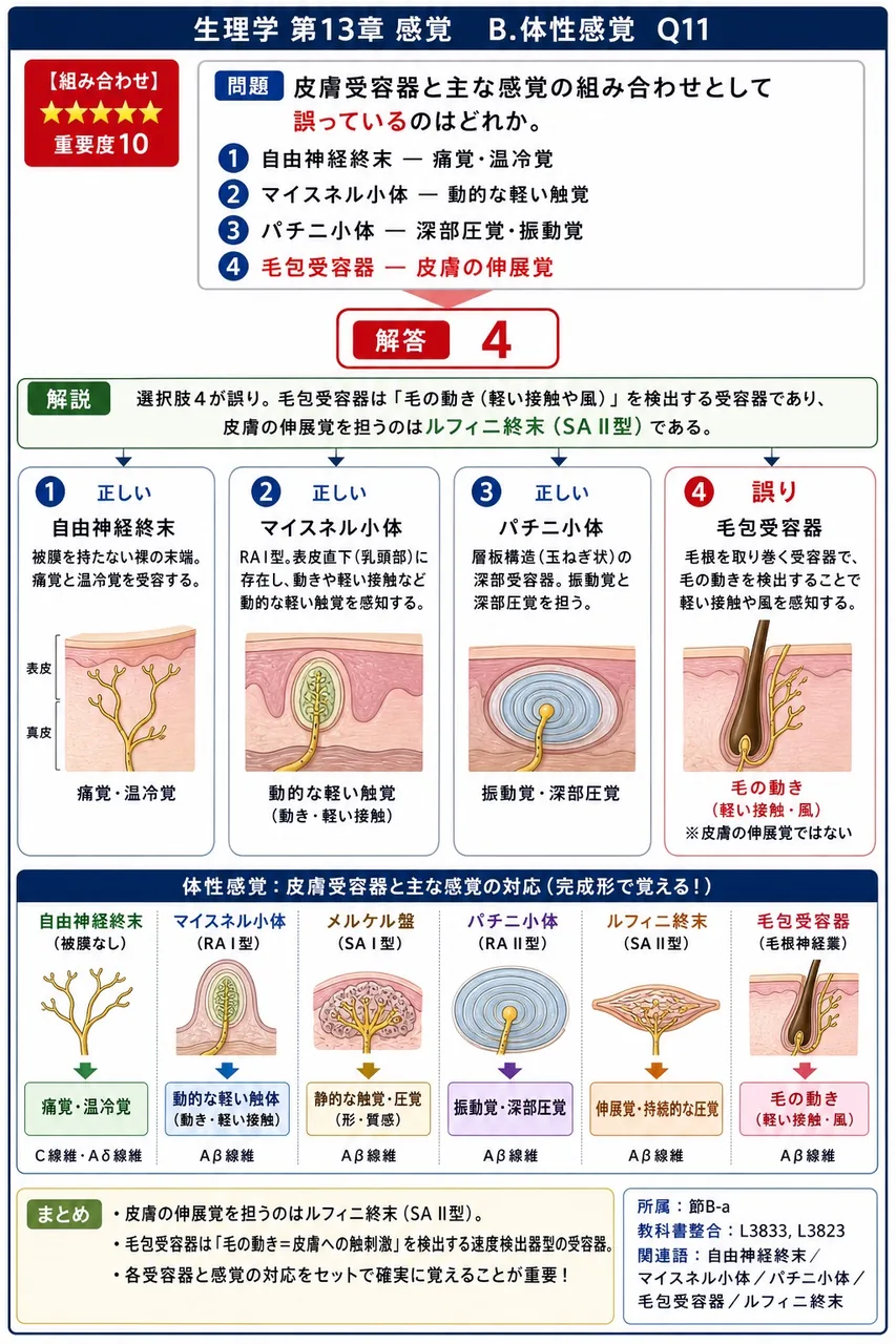 皮膚受容器と主な感覚の組み合わせとして誤っているのはどれか。 解説図