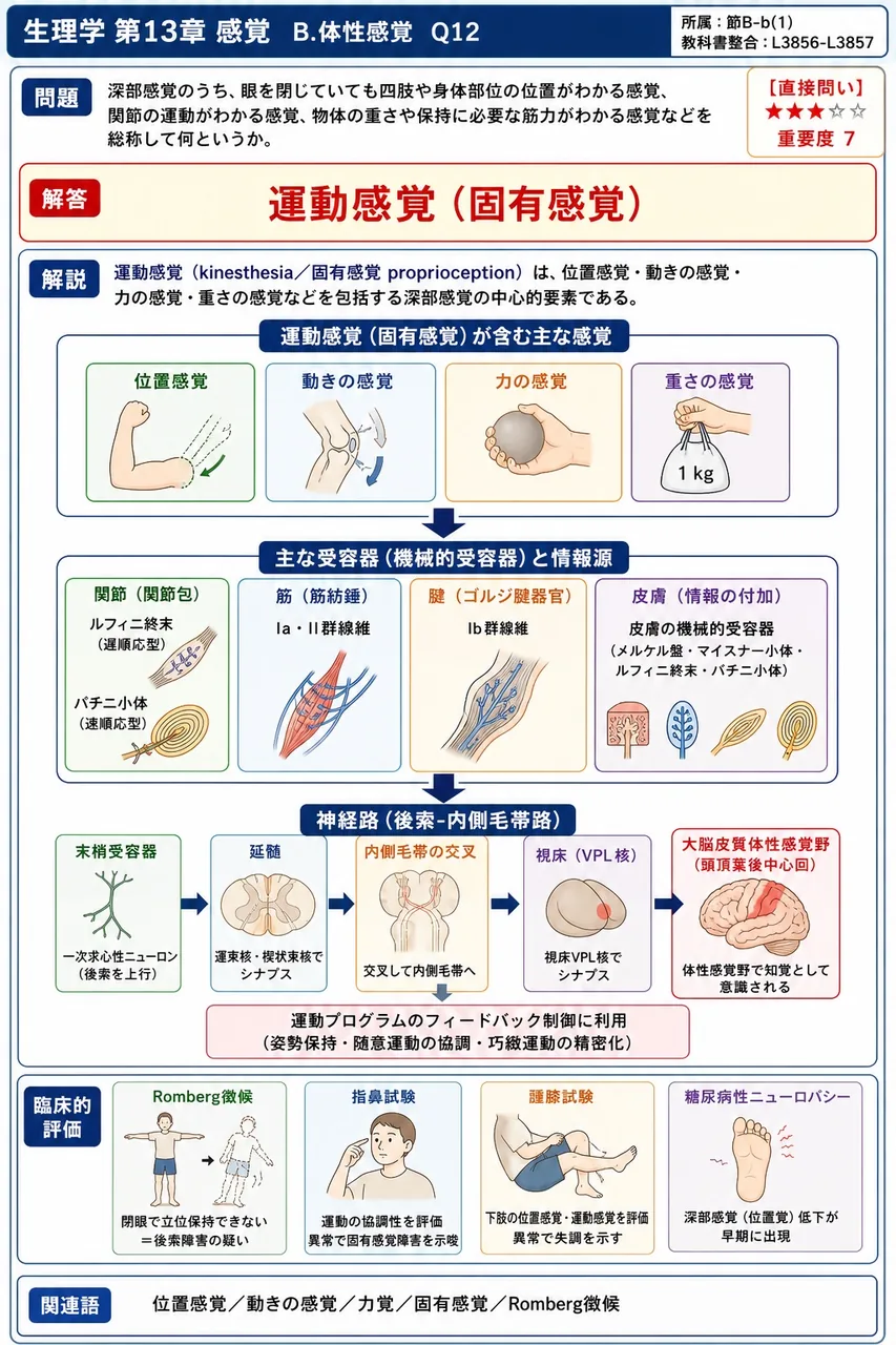 深部感覚のうち、眼を閉じていても四肢や身体部位の位置がわかる感覚、関節の運動がわかる感覚、物体の重さや保持に必要な筋力がわかる感覚などを総称して何というか。 解説図