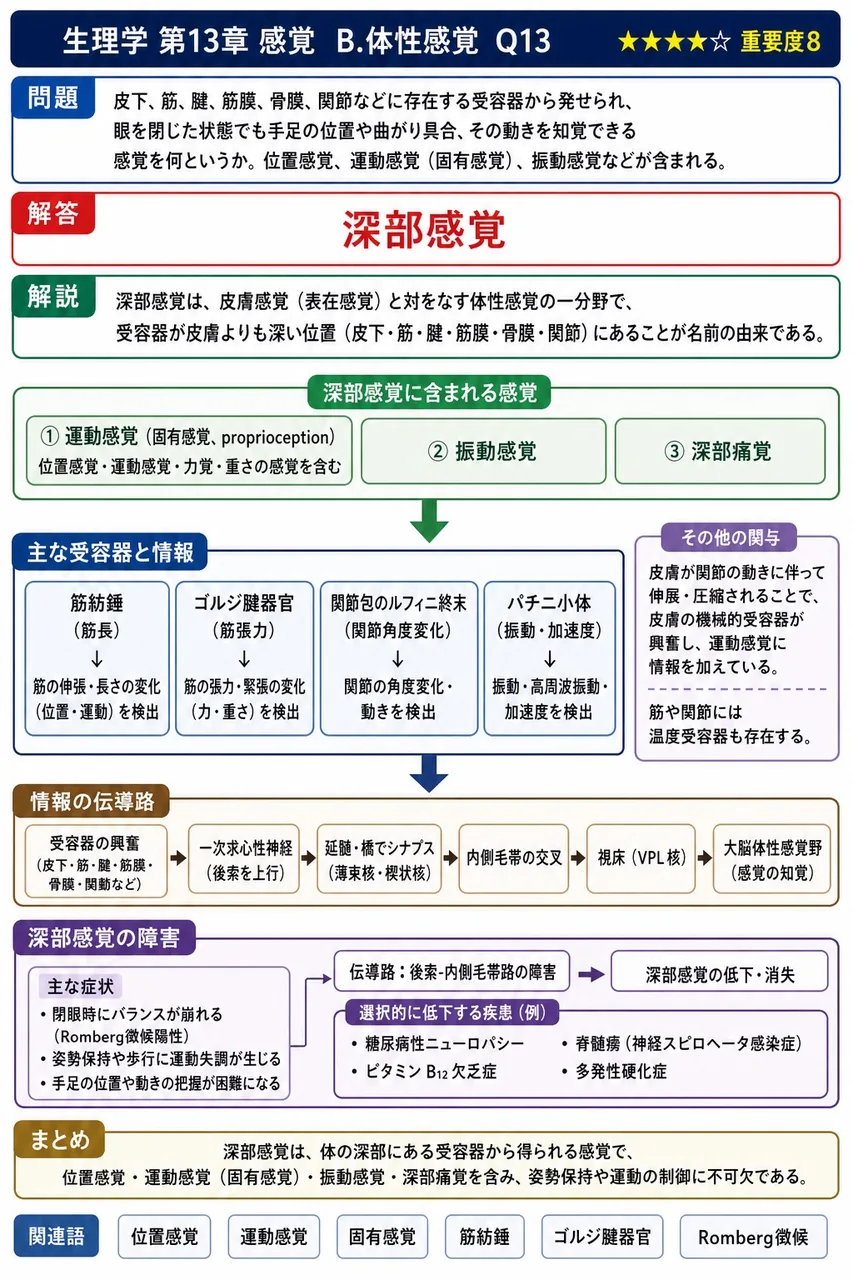 皮下、筋、腱、筋膜、骨膜、関節などに存在する受容器から発せられ、眼を閉じた状態でも手足の位置や曲がり具合、その動きを知覚できる感覚を何というか。位置感覚、運動感覚（固有感覚）、振動感覚などが含まれる。 解説図