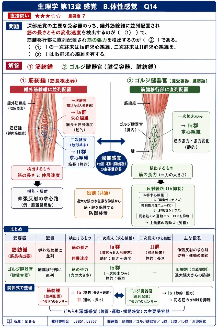 深部感覚の主要な受容器のうち、錘外筋線維に並列配置され筋の長さとその変化速度を検出するのが（ ① ）で、筋腱移行部に直列配置され筋の張力を検出するのが（ ② ）である。（ ① ）の一次終末はIa群求心線維、二次終末はII群求心線維を、（ ② ）はIb群求心線維を有する。 解説図