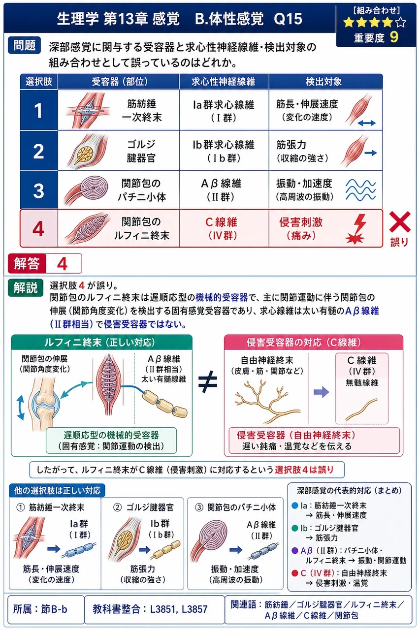 深部感覚に関与する受容器と求心性神経線維・検出対象の組み合わせとして誤っているのはどれか。 解説図