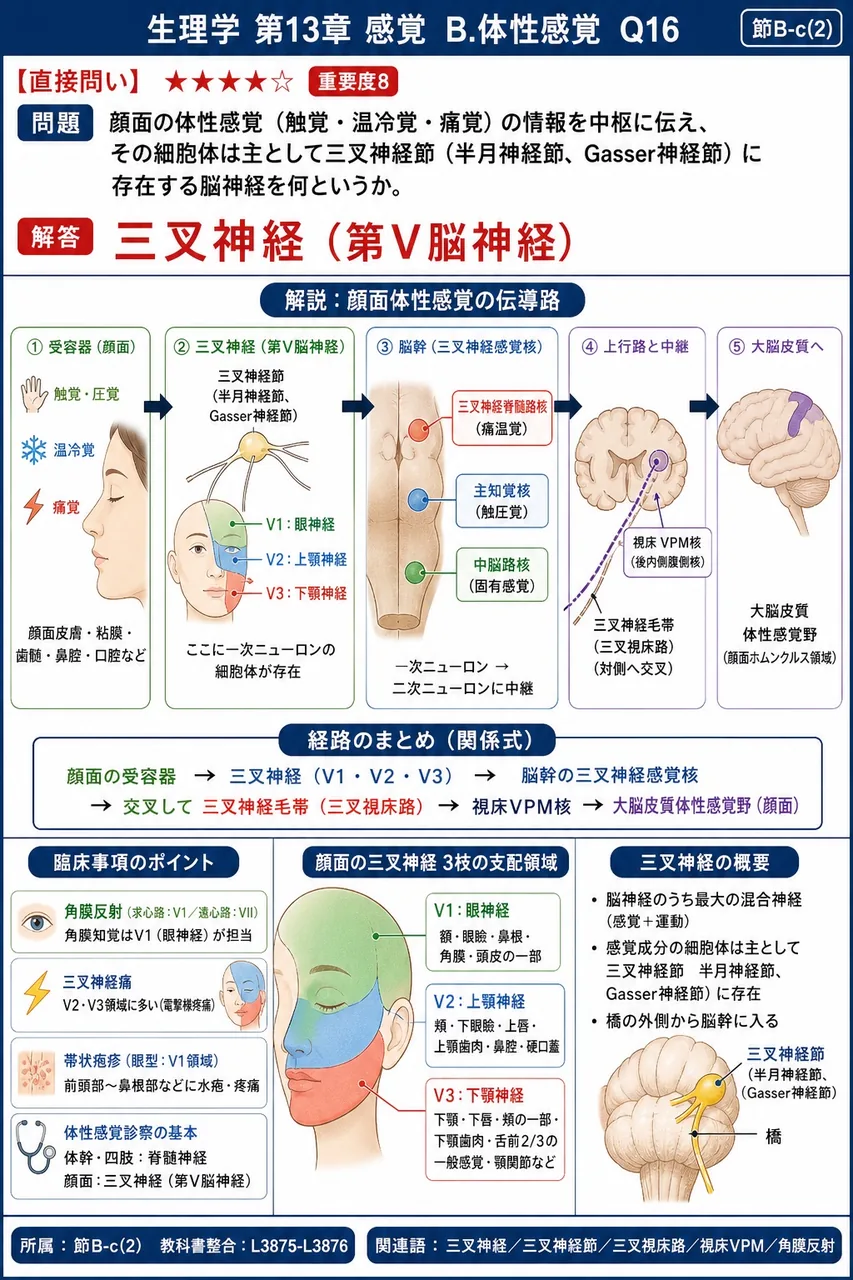 顔面の体性感覚（触覚・温冷覚・痛覚）の情報を中枢に伝え、その細胞体は主として三叉神経節（半月神経節、Gasser神経節）に存在する脳神経を何というか。 解説図