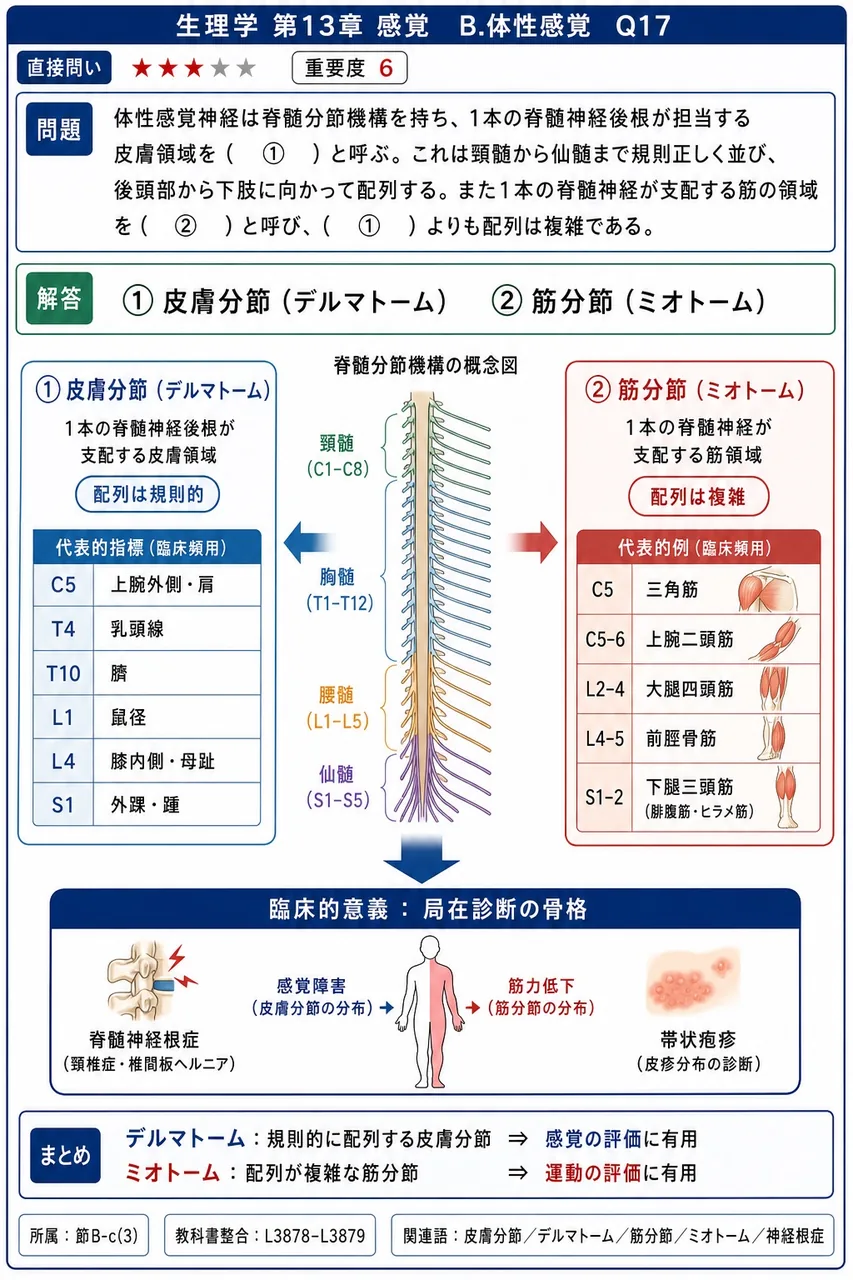 体性感覚神経は脊髄分節機構を持ち、1本の脊髄神経後根が担当する皮膚領域を（ ① ）と呼ぶ。これは頸髄から仙髄まで規則正しく並び、後頭部から下肢に向かって配列する。また1本の脊髄神経が支配する筋の領域を（ ② ）と呼び、（ ① ）よりも配列は複雑である。 解説図