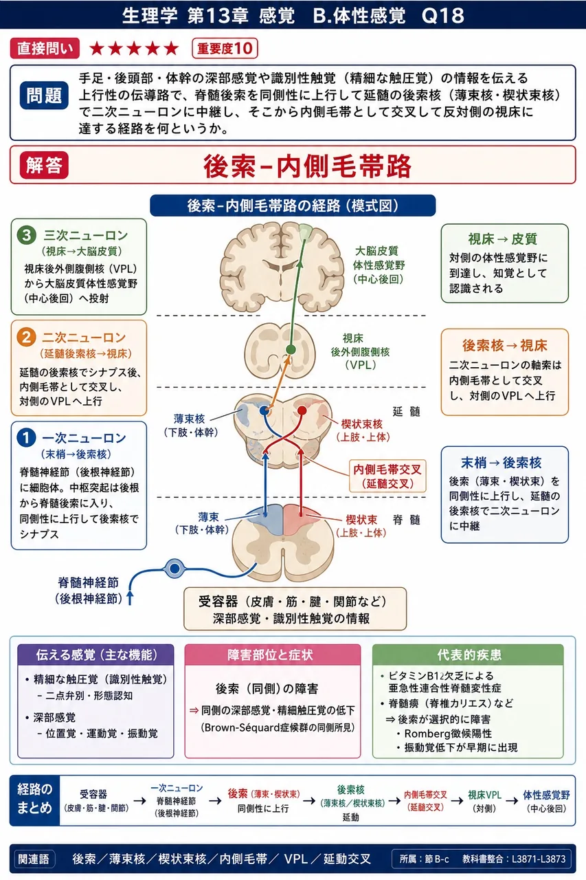 手足・後頭部・体幹の深部感覚や識別性触覚（精細な触圧覚）の情報を伝える上行性の伝導路で、脊髄後索を同側性に上行して延髄の後索核（薄束核・楔状束核）で二次ニューロンに中継し、そこから内側毛帯として交叉して反対側の視床に達する経路を何というか。 解説図