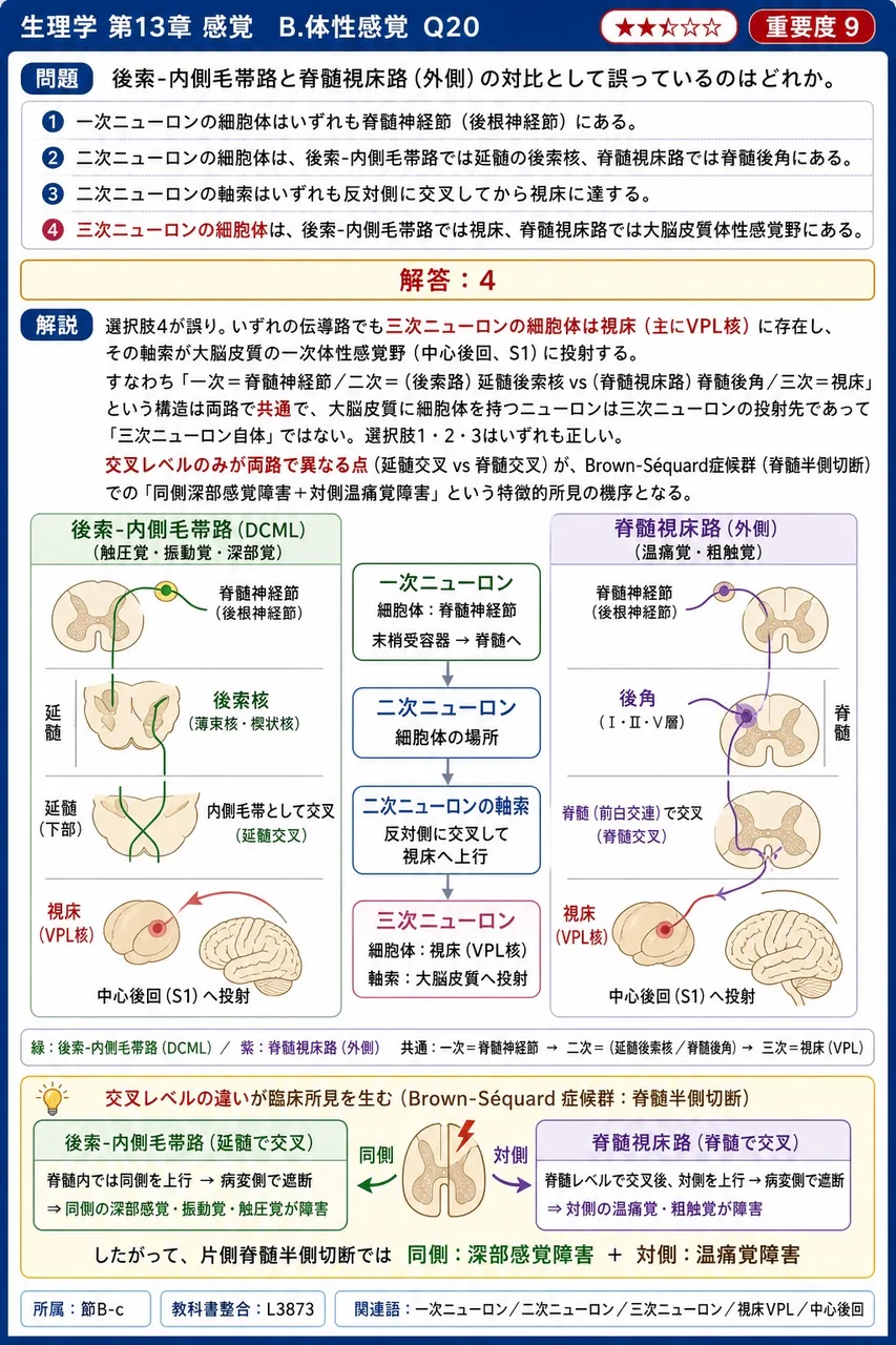 後索-内側毛帯路と脊髄視床路（外側）の対比として誤っているのはどれか。 解説図