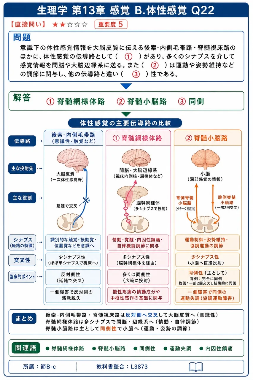 意識下の体性感覚情報を大脳皮質に伝える後索-内側毛帯路・脊髄視床路のほかに、体性感覚の伝導路として( ① )があり、多くのシナプスを介して感覚情報を間脳や大脳辺縁系に送る。また( ② )は運動や姿勢維持などの調節に関与し、他の伝導路と違い( ③ )性である。 解説図