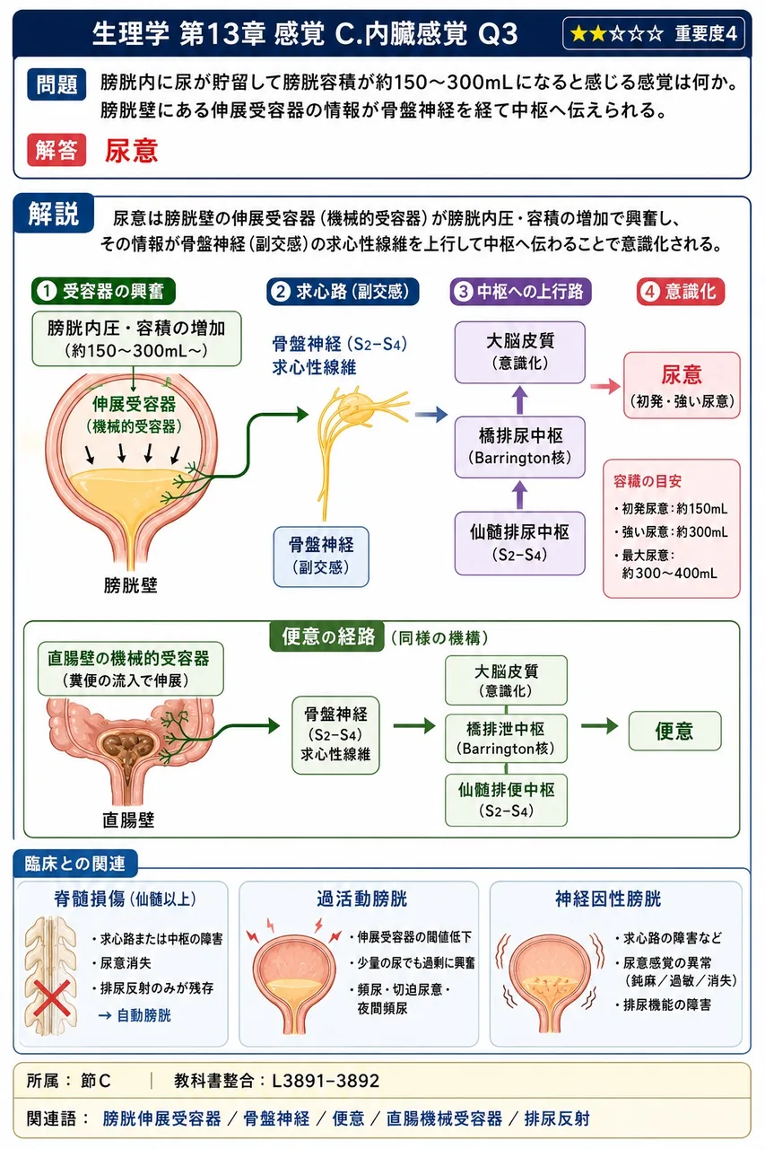 膀胱内に尿が貯留して膀胱容積が約150〜300mLになると感じる感覚は何か。膀胱壁にある伸展受容器の情報が骨盤神経を経て中枢へ伝えられる。 解説図