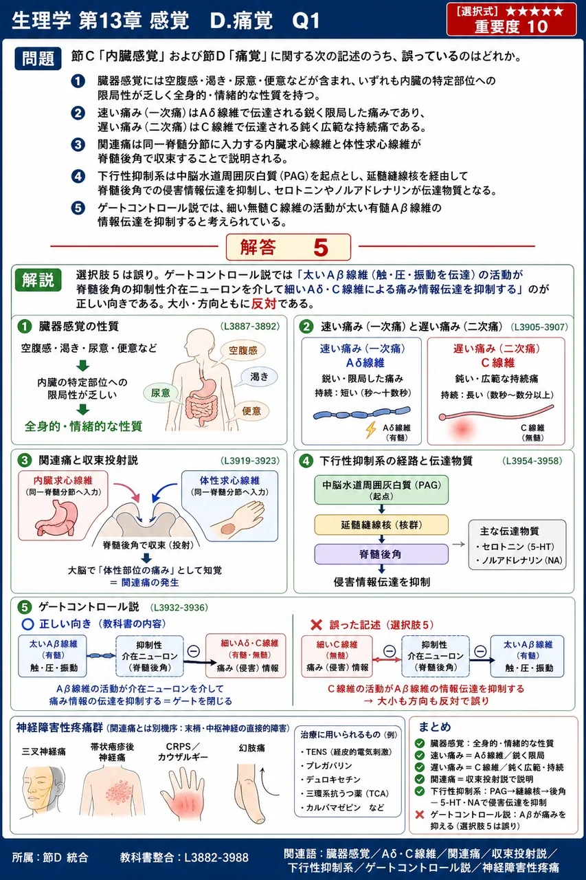 節C「内臓感覚」および節D「痛覚」に関する次の記述のうち、誤っているのはどれか。 解説図