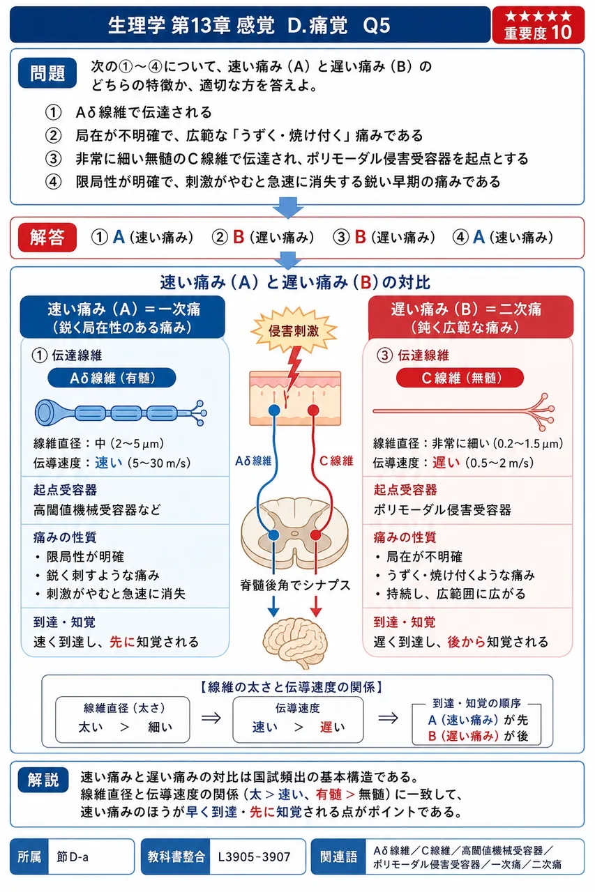 次の①〜④について、速い痛み（A）と遅い痛み（B）のどちらの特徴か、適切な方を答えよ。 ① Aδ線維で伝達される ② 局在が不明確で、広範な「うずく・焼け付く」痛みである ③ 非常に細い無髄のC線維で伝達され、ポリモーダル侵害受容器を起点とする ④ 限局性が明確で、刺激がやむと急速に消失する鋭い早期の痛みである 解説図