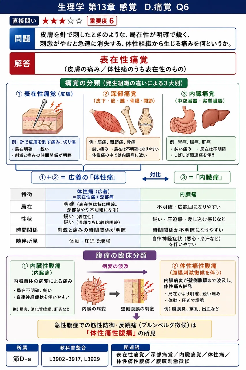 皮膚を針で刺したときのような、局在性が明確で鋭く、刺激がやむと急速に消失する、体性組織から生じる痛みを何というか。 解説図