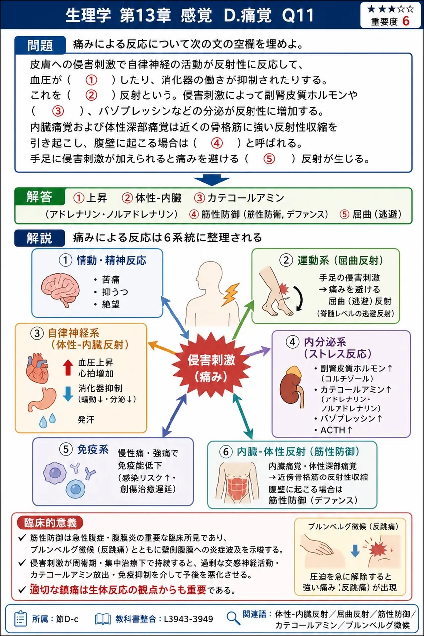 痛みによる反応について次の文の空欄を埋めよ。 皮膚への侵害刺激で自律神経の活動が反射性に反応して、血圧が( ① )したり、消化器の働きが抑制されたりする。これを( ② )反射という。侵害刺激によって副腎皮質ホルモンや( ③ )、バゾプレッシンなどの分泌が反射性に増加する。内臓痛覚および体性深部痛覚は近くの骨格筋に強い反射性収縮を引き起こし、腹壁に起こる場合は( ④ )と呼ばれる。手足に侵害刺激が加えられると痛みを避ける( ⑤ )反射が生じる。 解説図