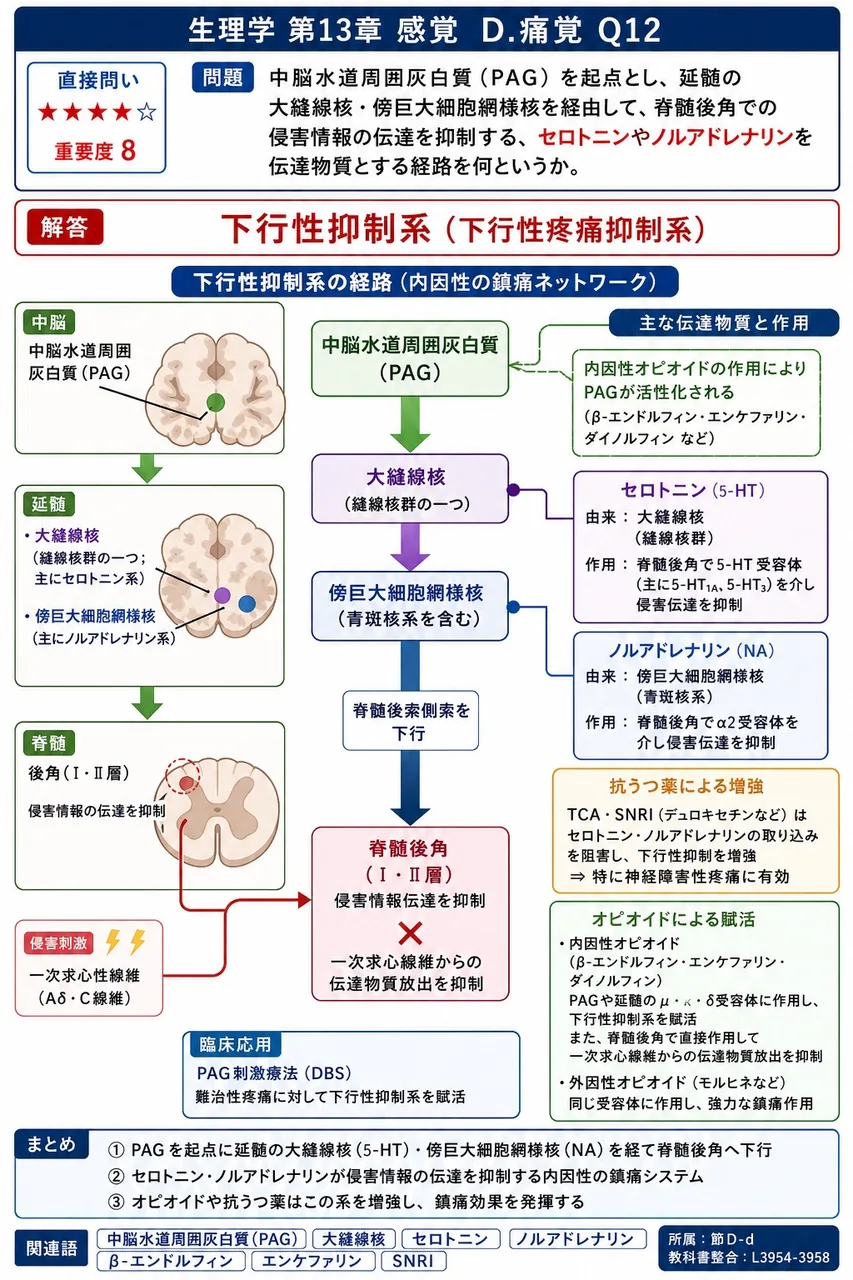中脳水道周囲灰白質（PAG）を起点とし、延髄の大縫線核・傍巨大細胞網様核を経由して、脊髄後角での侵害情報の伝達を抑制する、セロトニンやノルアドレナリンを伝達物質とする経路を何というか。 解説図