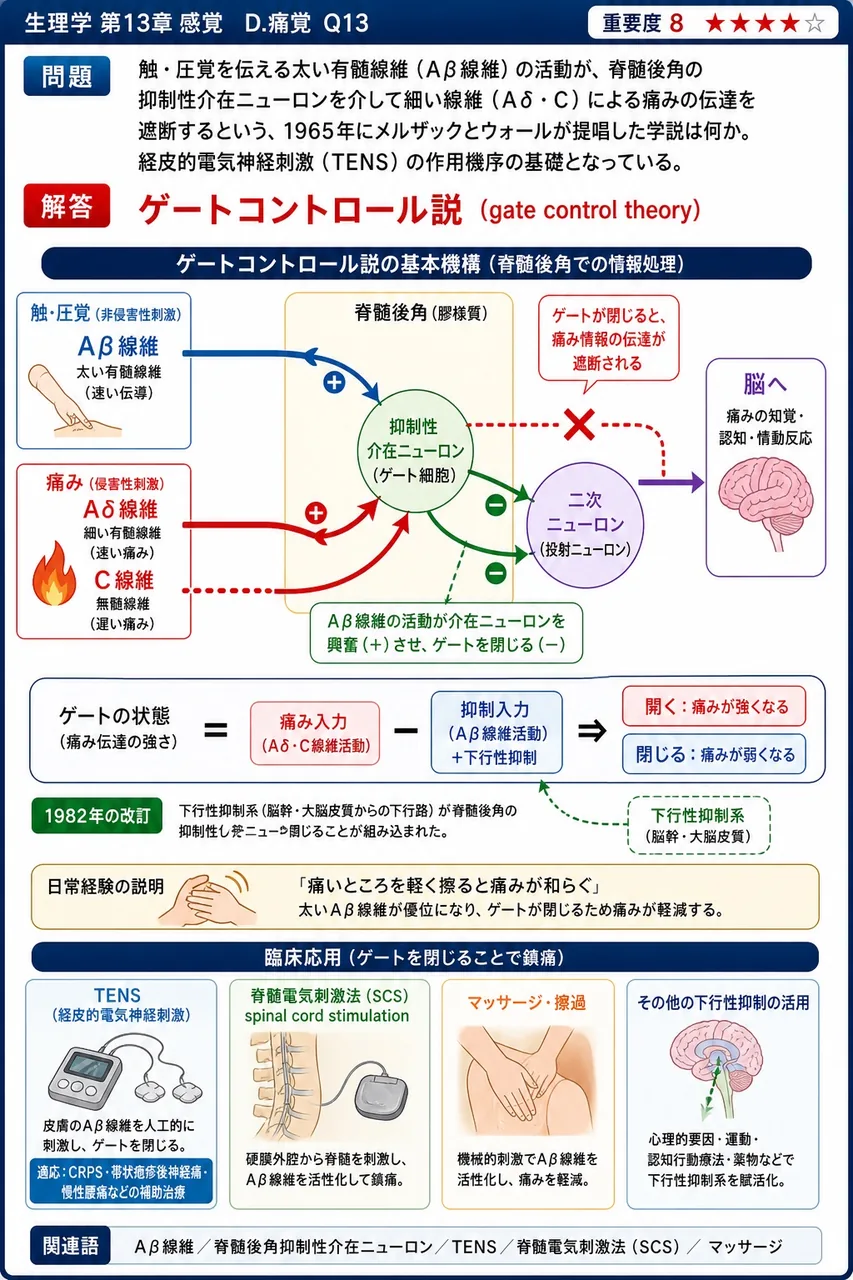 触・圧覚を伝える太い有髄線維（Aβ線維）の活動が、脊髄後角の抑制性介在ニューロンを介して細い線維（Aδ・C）による痛みの伝達を遮断するという、1965年にメルザックとウォールが提唱した学説は何か。経皮的電気神経刺激（TENS）の作用機序の基礎となっている。 解説図