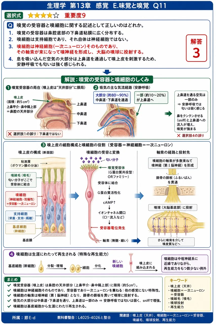 嗅覚の受容器と嗅細胞に関する記述として正しいのはどれか。 解説図