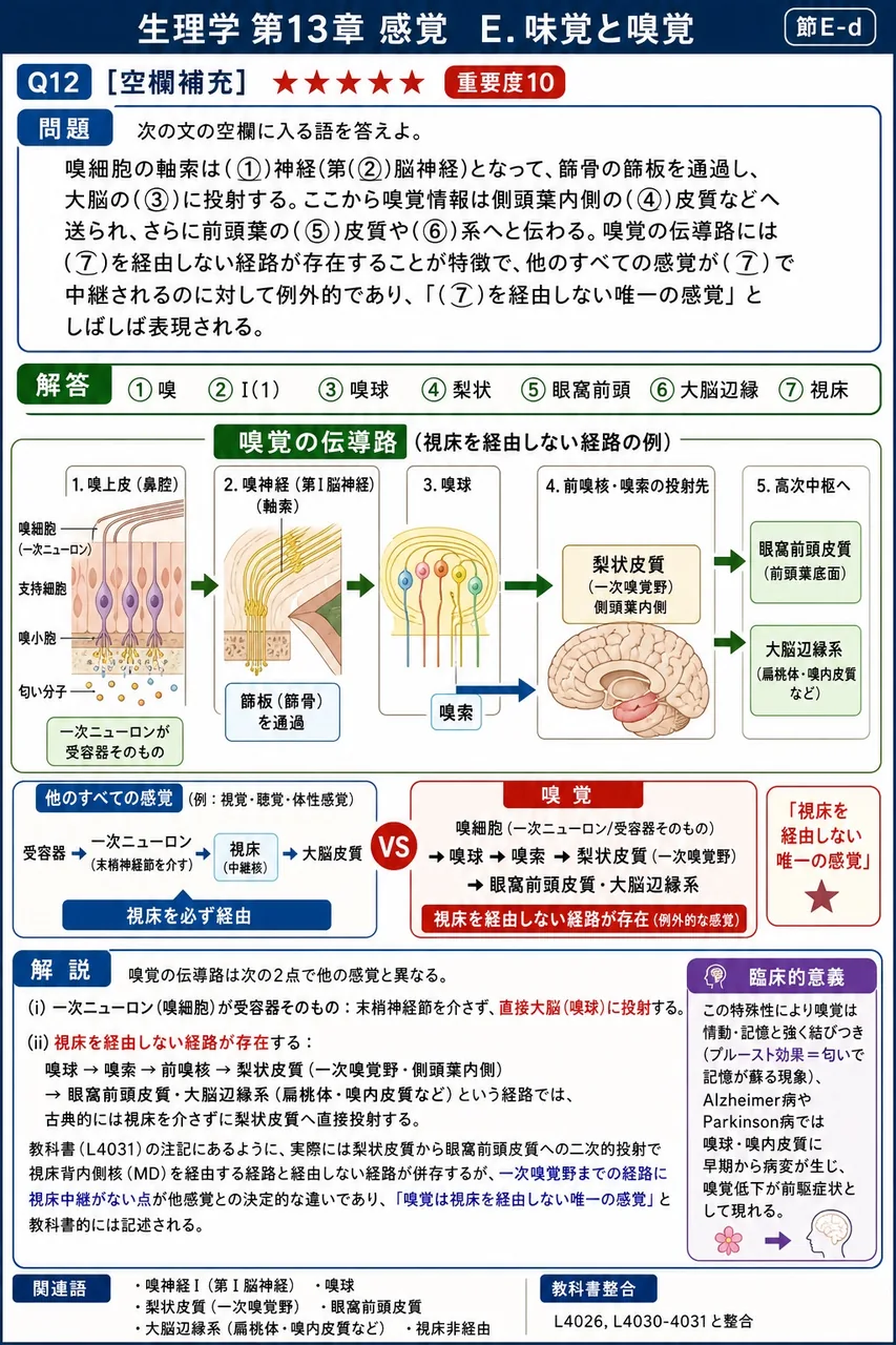 次の文の空欄に入る語を答えよ。 嗅細胞の軸索は(①)神経(第(②)脳神経)となって、篩骨の篩板を通過し、大脳の(③)に投射する。ここから嗅覚情報は側頭葉内側の(④)皮質などへ送られ、さらに前頭葉の(⑤)皮質や(⑥)系へと伝わる。嗅覚の伝導路には(⑦)を経由しない経路が存在することが特徴で、他のすべての感覚が(⑦)で中継されるのに対して例外的であり、「(⑦)を経由しない唯一の感覚」としばしば表現される。 解説図