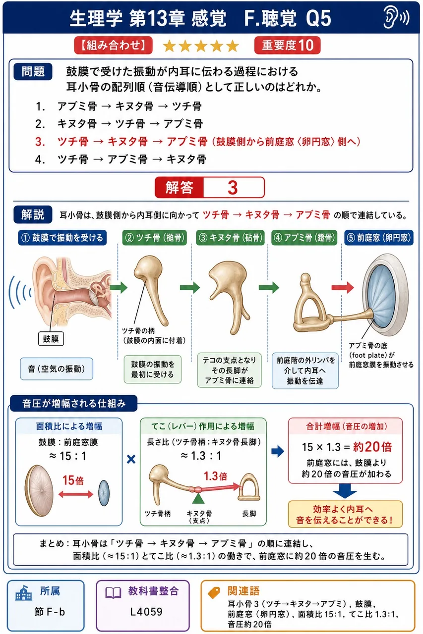 鼓膜で受けた振動が内耳に伝わる過程における**耳小骨の配列順（音伝導順）**として正しいのはどれか。 解説図