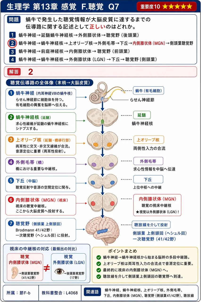 蝸牛で発生した聴覚情報が大脳皮質に達するまでの伝導路に関する記述として正しいのはどれか。 解説図