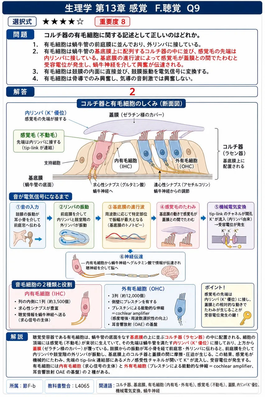 コルチ器の有毛細胞に関する記述として正しいのはどれか。 解説図
