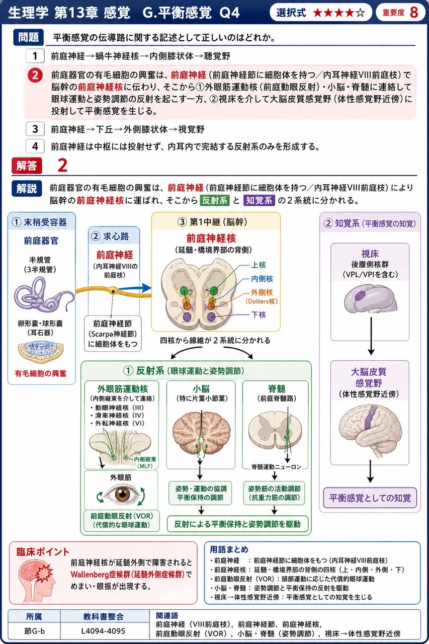 平衡感覚の伝導路に関する記述として正しいのはどれか。 解説図