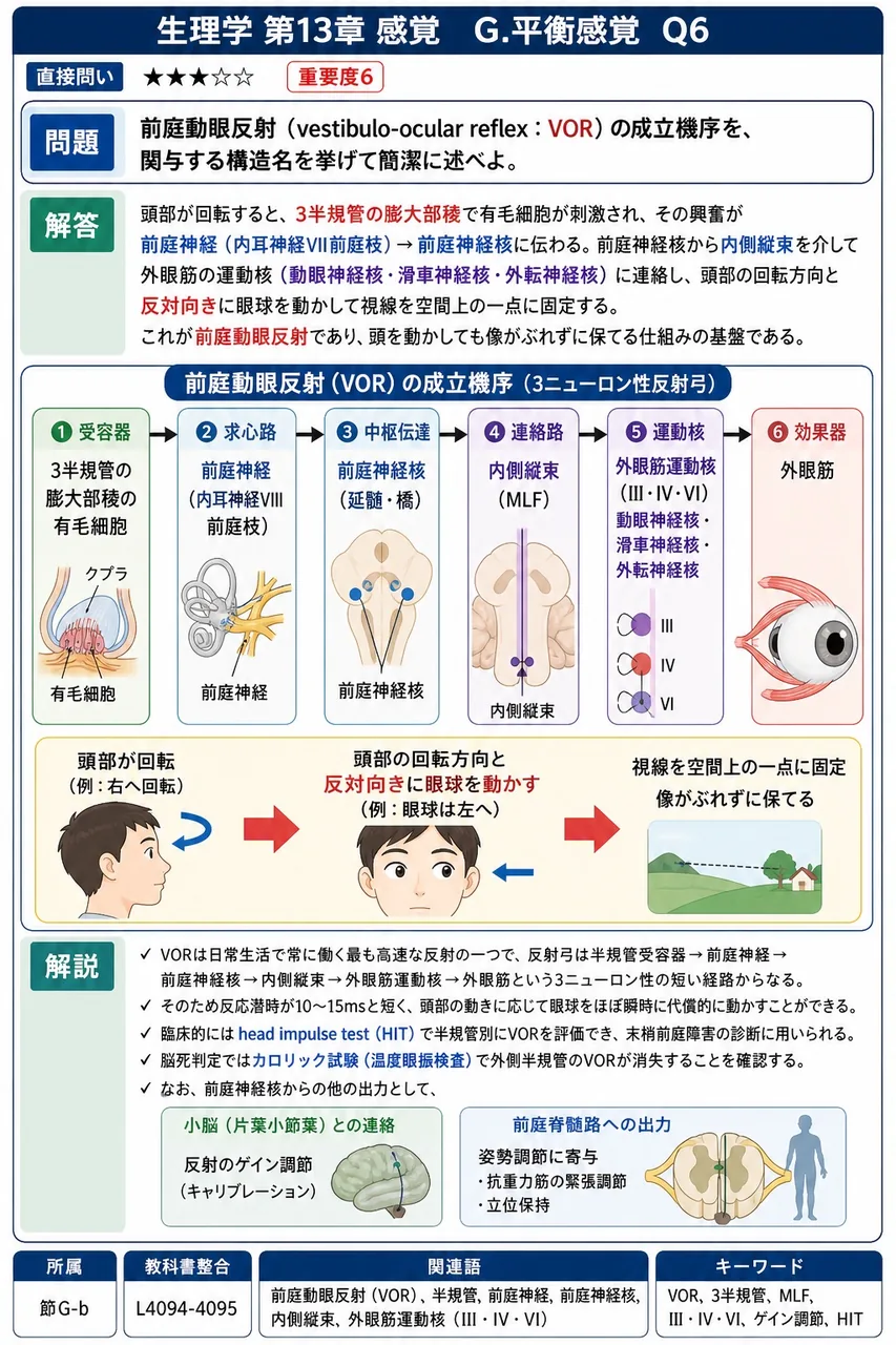 前庭動眼反射（vestibulo-ocular reflex：VOR）の成立機序を、関与する構造名を挙げて簡潔に述べよ。 解説図