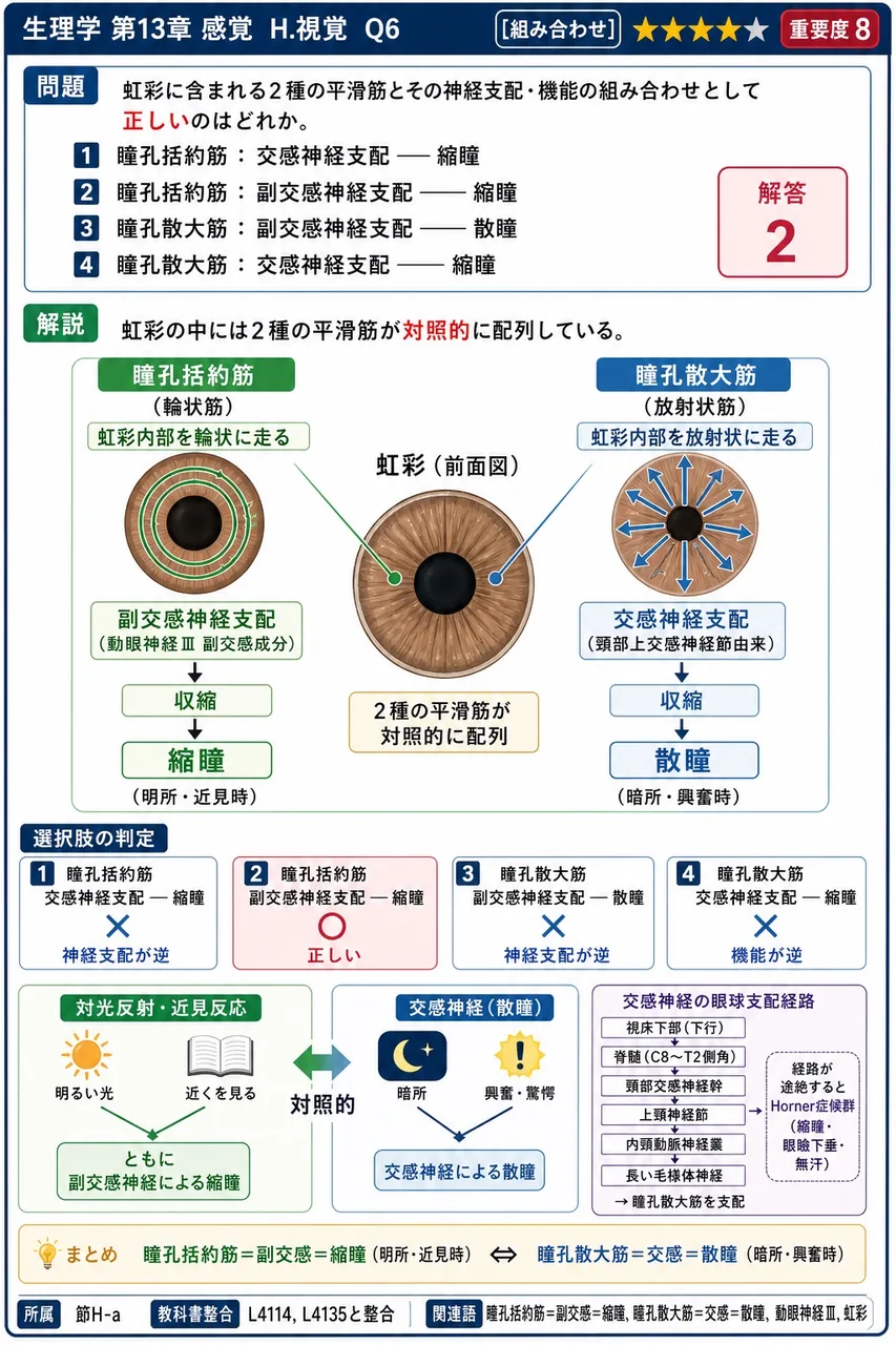 虹彩に含まれる2種の平滑筋とその神経支配・機能の組み合わせとして**正しい**のはどれか。 解説図
