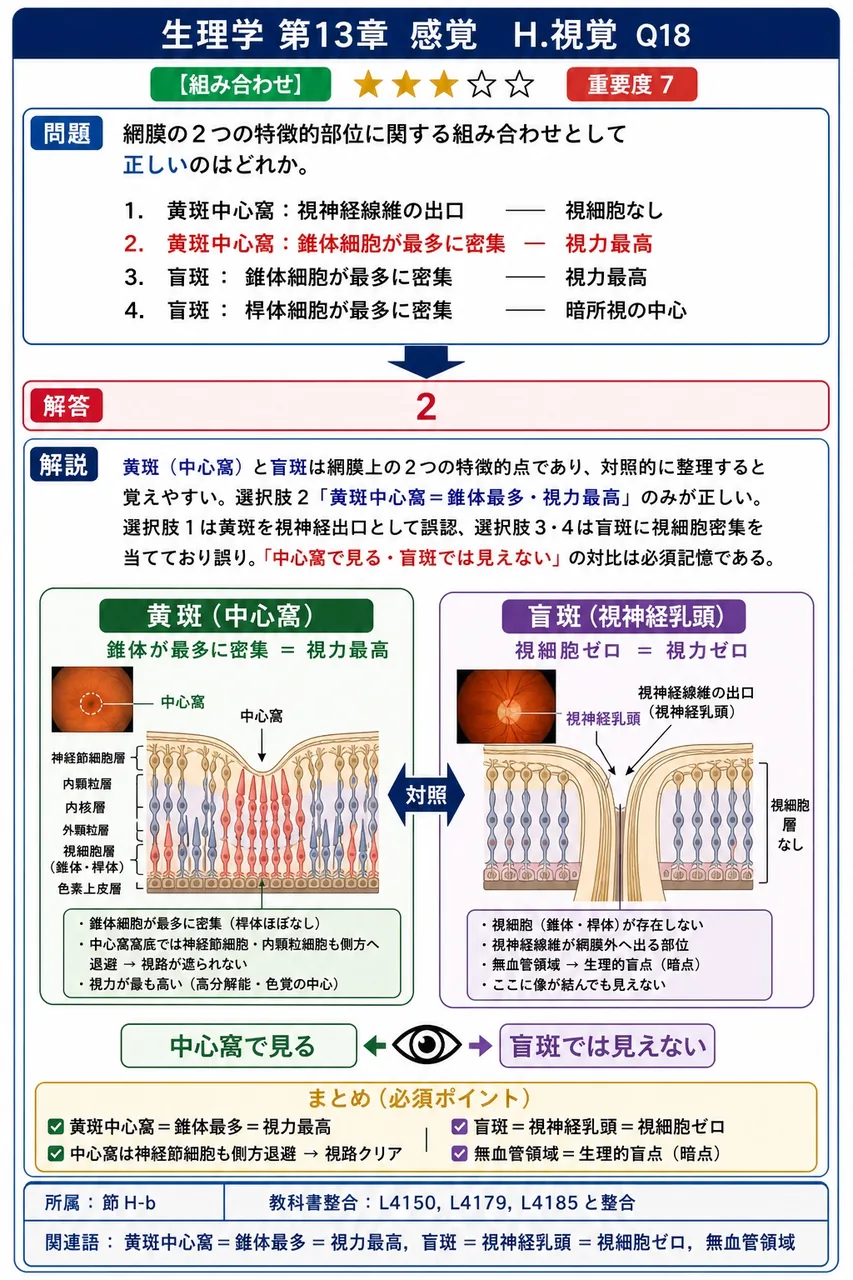 網膜の2つの特徴的部位に関する組み合わせとして**正しい**のはどれか。 解説図