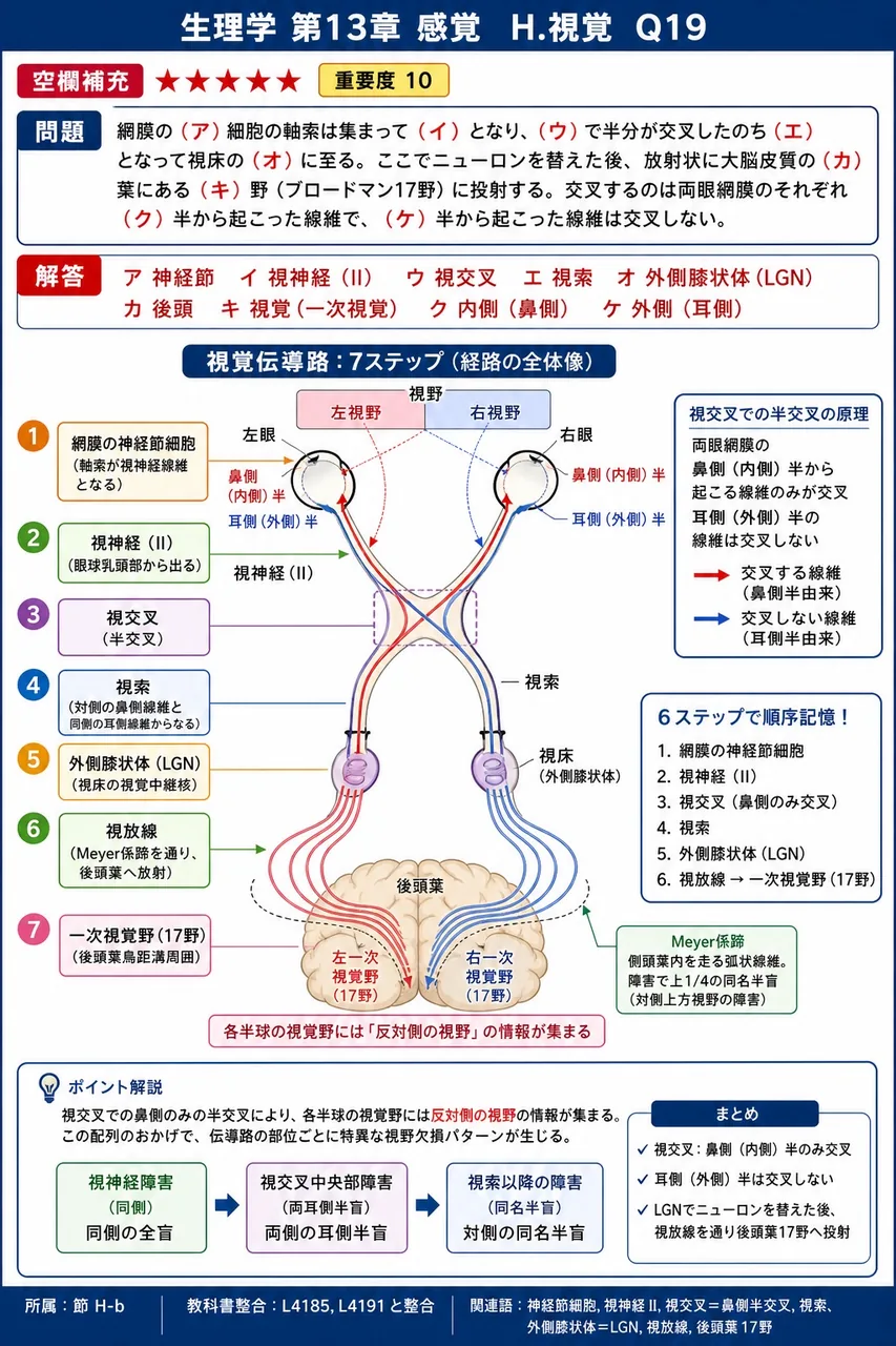 次の文の空欄に入る語を答えよ。網膜の（ア）細胞の軸索は集まって（イ）となり、（ウ）で半分が交叉したのち（エ）となって視床の（オ）に至る。ここでニューロンを替えた後、放射状に大脳皮質の（カ）葉にある（キ）野（ブロードマン17野）に投射する。交叉するのは両眼網膜のそれぞれ（ク）半から起こった線維で、（ケ）半から起こった線維は交叉しない。 解説図